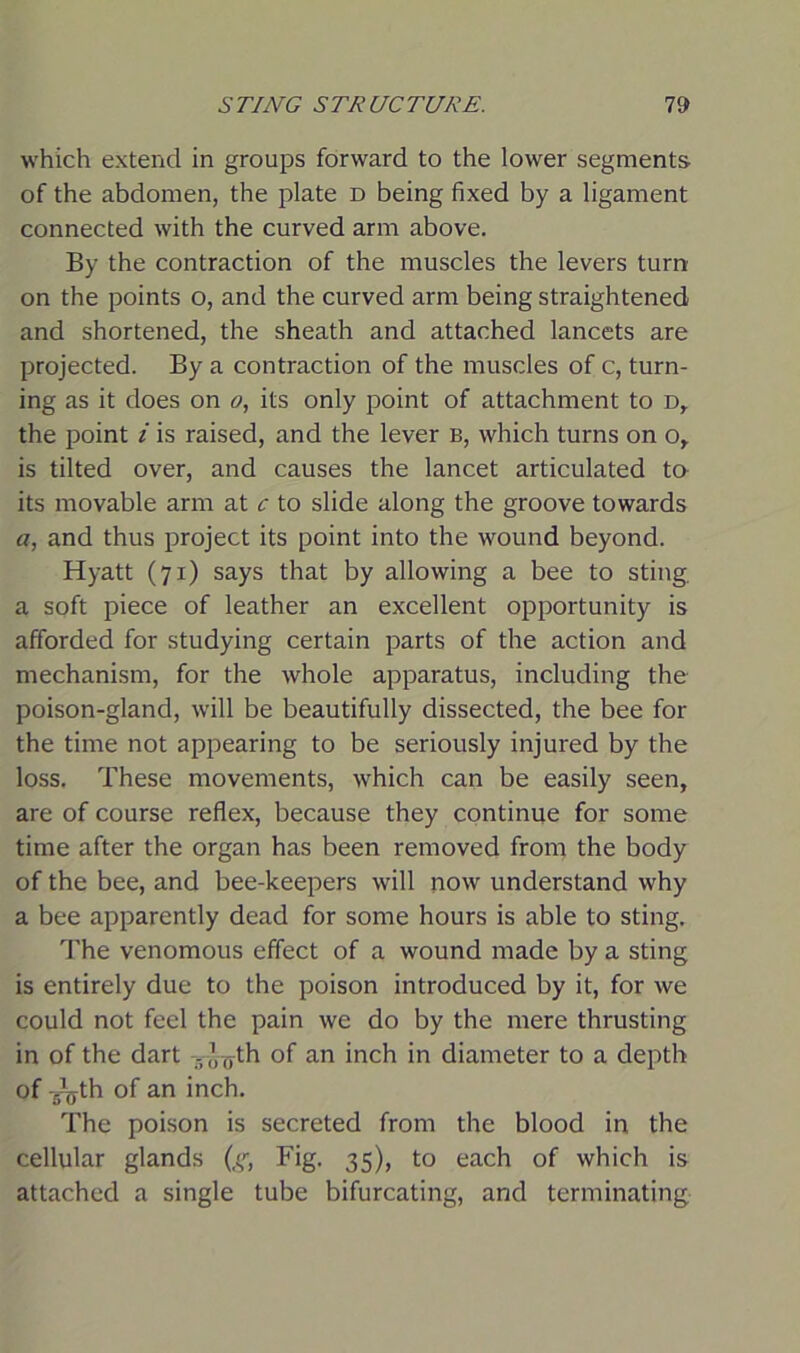 which extend in groups forward to the lower segments- of the abdomen, the plate d being fixed by a ligament connected with the curved arm above. By the contraction of the muscles the levers turn on the points o, and the curved arm being straightened and shortened, the sheath and attached lancets are projected. By a contraction of the muscles of c, turn- ing as it does on o, its only point of attachment to d, the point i is raised, and the lever B, which turns on o, is tilted over, and causes the lancet articulated to its movable arm at c to slide along the groove towards a, and thus project its point into the wound beyond. Hyatt (71) says that by allowing a bee to sting, a soft piece of leather an excellent opportunity is afforded for studying certain parts of the action and mechanism, for the whole apparatus, including the poison-gland, will be beautifully dissected, the bee for the time not appearing to be seriously injured by the loss. These movements, which can be easily seen, are of course reflex, because they continue for some time after the organ has been removed from the body of the bee, and bee-keepers will now understand why a bee apparently dead for some hours is able to sting. The venomous effect of a wound made by a sting is entirely due to the poison introduced by it, for we could not feel the pain we do by the mere thrusting in of the dart - o^th of an inch in diameter to a depth of -g^th of an inch. The poison is secreted from the blood in the cellular glands (g, Fig. 35), to each of which is attached a single tube bifurcating, and terminating