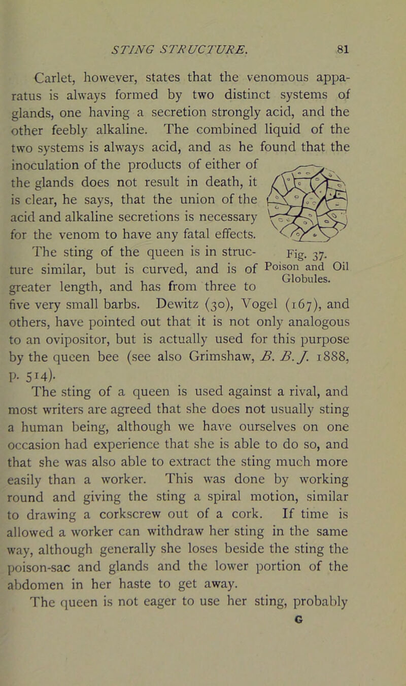 Carlet, however, states that the venomous appa- ratus is always formed by two distinct systems of glands, one having a secretion strongly acid, and the other feebly alkaline. The combined liquid of the two systems is always acid, and as he found that the inoculation of the products of either of the glands does not result in death, it is clear, he says, that the union of the acid and alkaline secretions is necessary for the venom to have any fatal effects. The sting of the queen is in struc- Fig. 37. ture similar, but is curved, and is of P°'^n ^nd Oil greater length, and has from three to five very small barbs. Dewitz (30), Vogel (167), and others, have pointed out that it is not only analogous to an ovipositor, but is actually used for this purpose by the queen bee (see also Grimshaw, B. B.J. 1888, P- 5I4)- The sting of a queen is used against a rival, and most writers are agreed that she does not usually sting a human being, although we have ourselves on one occasion had experience that she is able to do so, and that she was also able to extract the sting much more easily than a worker. This was done by working round and giving the sting a spiral motion, similar to drawing a corkscrew out of a cork. If time is allowed a worker can withdraw her sting in the same way, although generally she loses beside the sting the poison-sac and glands and the lower portion of the abdomen in her haste to get away. The queen is not eager to use her sting, probably G