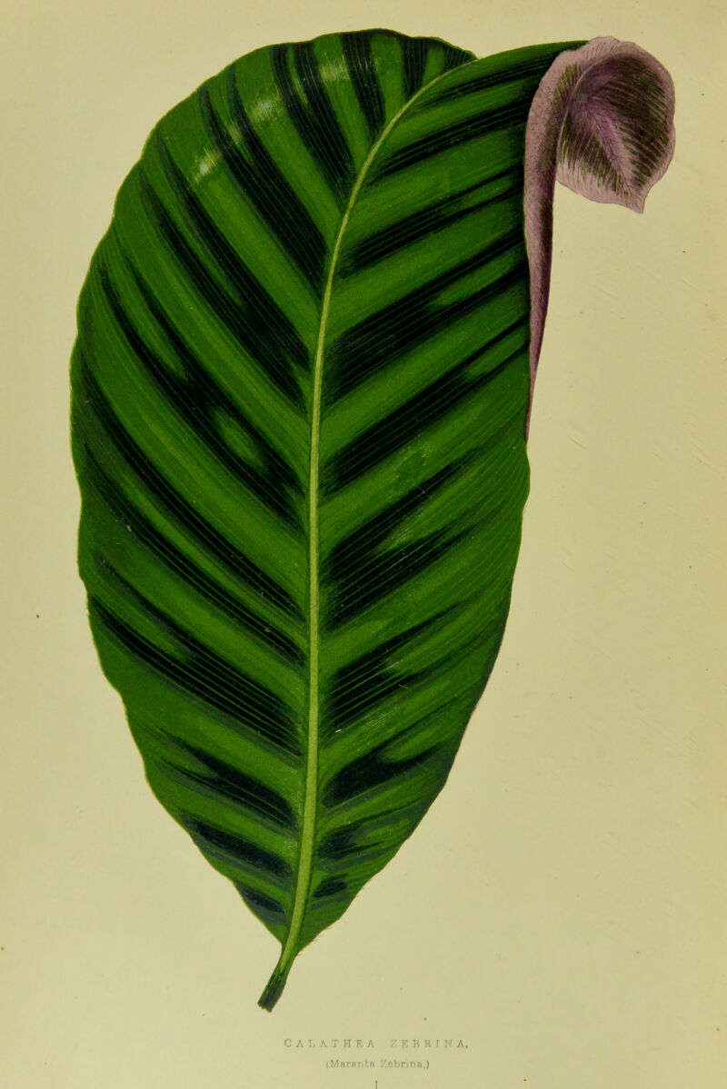 CAT, ATHEA 7.EBRINA (Maranta Zebrina,) 1