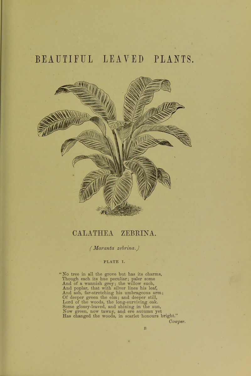 BEAUTIFUL LEAVED PLANTS. CALATHEA ZEBBINA. (Maranta zebrina.J PLATE I. “No tree in all the grove but has its charms, Though each its hue peculiar; paler some And of a wannish grey; the willow such, And poplar, that with silver lines his leaf, And ash, far-stretching his umbrageous arm; Of deeper green the elm; and deeper still, Lord of the woods, the long-surviving oak. Some glossy-leaved, and shining in the sun, Now green, now tawny, and ere autumn yet Has changed the woods, in scarlet honours bright.” Oowper,