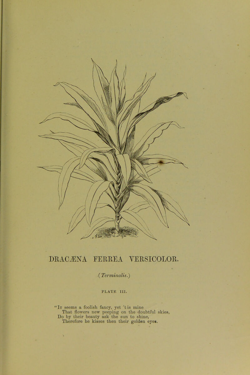 DRACJENA EERREA VERSICOLOR. ( Terminalis.) PLATE 111. “It seems a foolish fancy, yet ’tis mine That flowers new peeping on the doubtful skies, Do by their beauty ask the sun to shine, Therefore he kisses then their golden eyes.