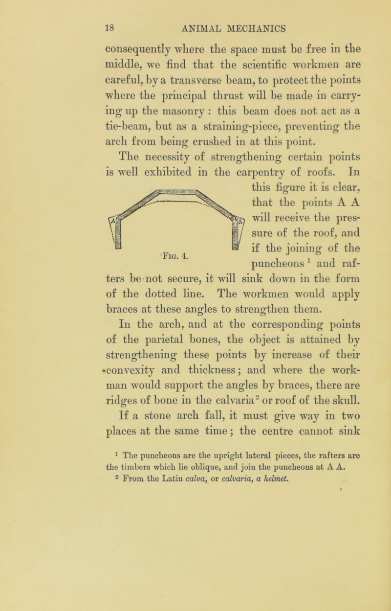 consequently where the space must he free in the middle, we find that the scientific workmen are careful, by a transverse beam, to protect the points where the principal thrust will be made in carry- ing up the masonry : this beam does not act as a tie-beam, hut as a straining-piece, preventing the arch from being crushed in at this point. The necessity of strengthening certain points is well exhibited in the carpentry of roofs. In this figure it is clear, that the points A A will receive the pres- sure of the roof, and if the joining of the puncheons 1 and raf- ters be not secure, it will sink down in the form of the dotted line. The workmen would apply braces at these angles to strengthen them. In the arch, and at the corresponding points of the parietal bones, the object is attained by strengthening these points by increase of their ‘convexity and thickness; and where the work- man would support the angles by braces, there are ridges of bone in the calvaria2 or roof of the skull. If a stone arch fall, it must give way in two places at the same time; the centre cannot sink Fig. 4. 1 The puncheons are the upright lateral pieces, the rafters are the timbers which lie oblique, and join the puncheons at A A. 2 From the Latin calva, or calvaria, a helmet.