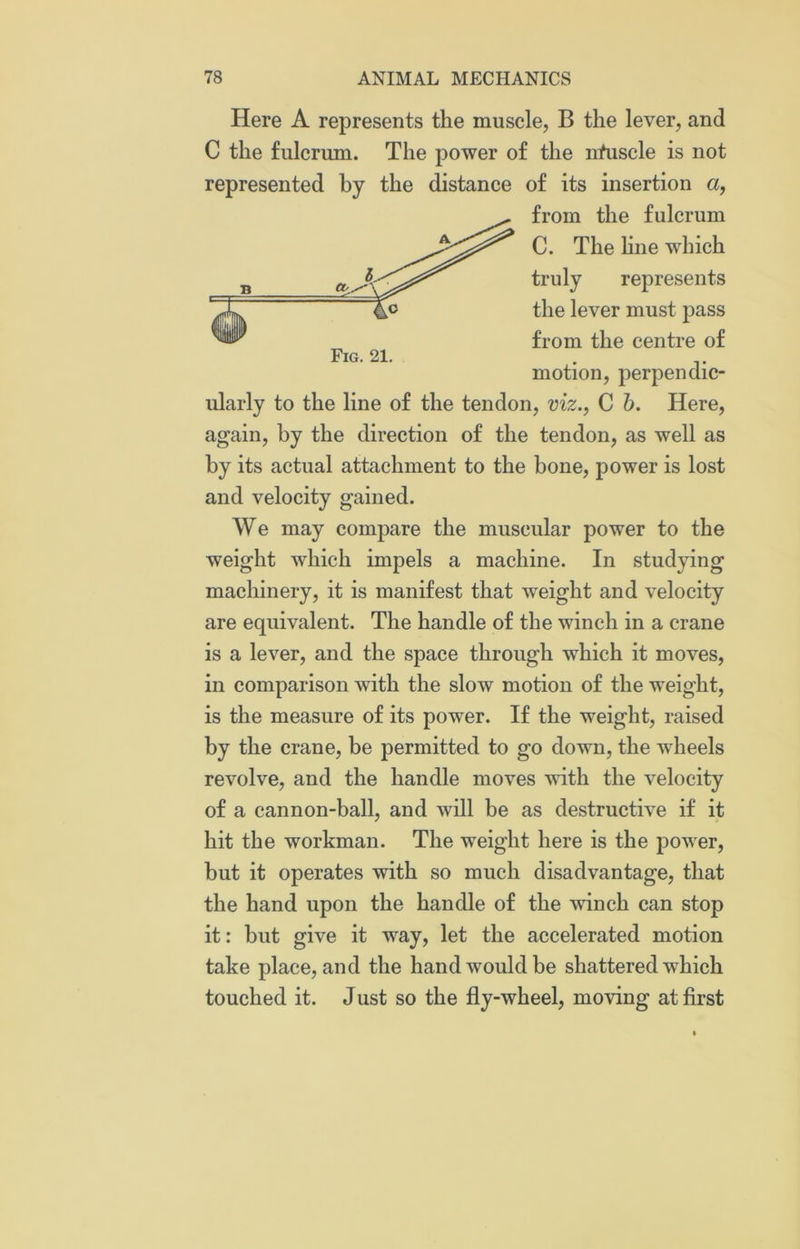 a-.--'' Fig. 21. Here A represents the muscle, B the lever, and C the fulcrum. The power of the nfuscle is not represented by the distance of its insertion a, from the fulcrum C. The line which truly represents the lever must pass from the centre of motion, perpendic- ularly to the line of the tendon, viz., C b. Here, again, by the direction of the tendon, as well as by its actual attachment to the bone, power is lost and velocity gained. We may compare the muscular power to the weight which impels a machine. In studying machinery, it is manifest that weight and velocity are equivalent. The handle of the winch in a crane is a lever, and the space through which it moves, in comparison with the slow motion of the weight, is the measure of its power. If the weight, raised by the crane, be permitted to go down, the wheels revolve, and the handle moves with the velocity of a cannon-ball, and will be as destructive if it hit the workman. The weight here is the power, but it operates with so much disadvantage, that the hand upon the handle of the winch can stop it: but give it way, let the accelerated motion take place, and the hand would be shattered which touched it. Just so the fly-wheel, moving at first