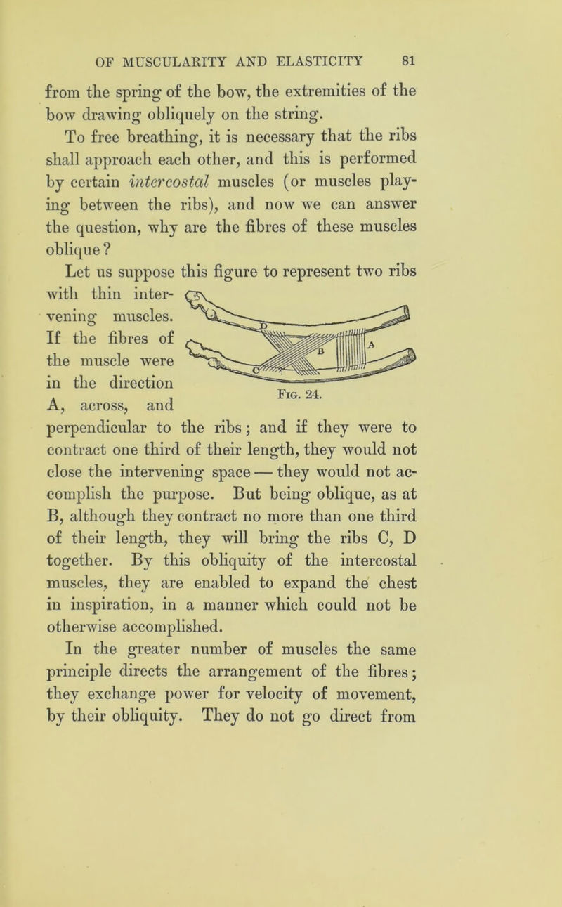 from the spring of the bow, the extremities of the bow drawing obliquely on the string. To free breathing, it is necessary that the ribs shall approach each other, and this is performed by certain intercostal muscles (or muscles play- ing between the ribs), and now we can answer the question, why are the fibres of these muscles oblique ? Let us suppose this figure to represent two ribs with thin inter- vening muscles. If the fibres of the muscle were in the direction Fig. 24. A, across, and perpendicular to the ribs; and if they were to contract one third of their length, they would not close the intervening space — they would not ac- complish the purpose. But being oblique, as at B, although they contract no more than one third of their length, they will bring the ribs C, D together. By this obliquity of the intercostal muscles, they are enabled to expand the chest in inspiration, in a manner which could not be otherwise accomplished. In the greater number of muscles the same principle directs the arrangement of the fibres; they exchange power for velocity of movement, by their obliquity. They do not go direct from