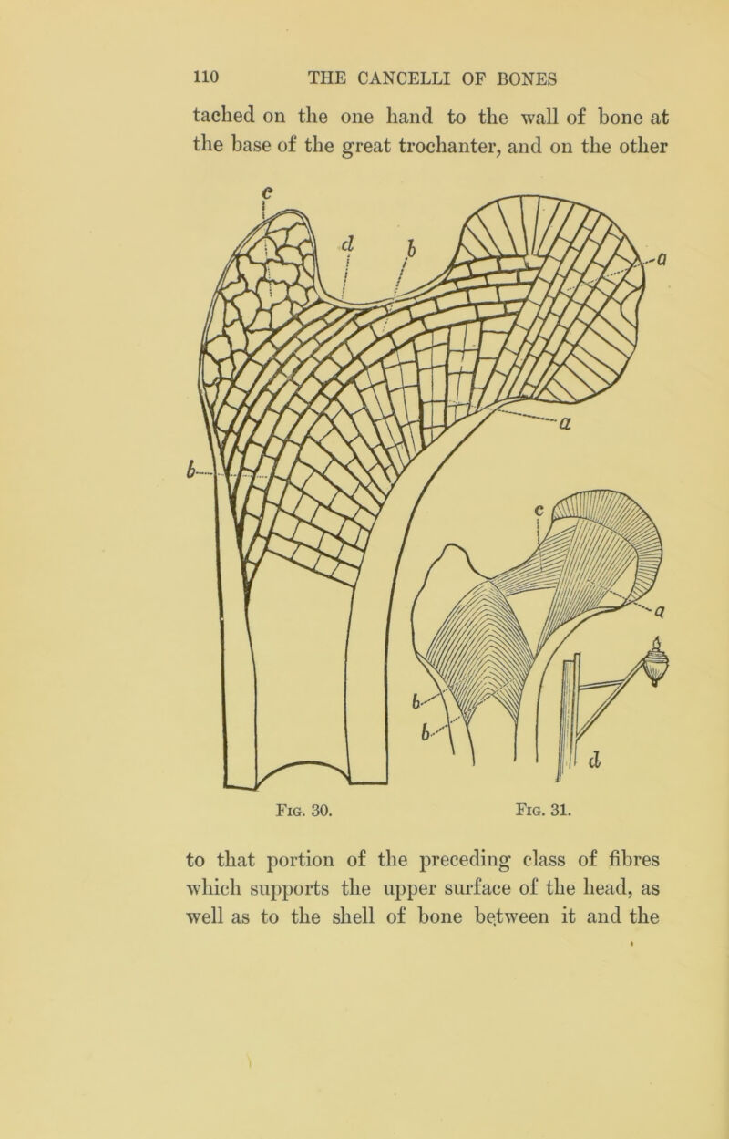 tachecl on the one hand to the wall of bone at the base of the great trochanter, and on the other Fig. 30. Fig. 31. to that portion of the preceding class of fibres which supports the upper surface of the head, as well as to the shell of bone between it and the