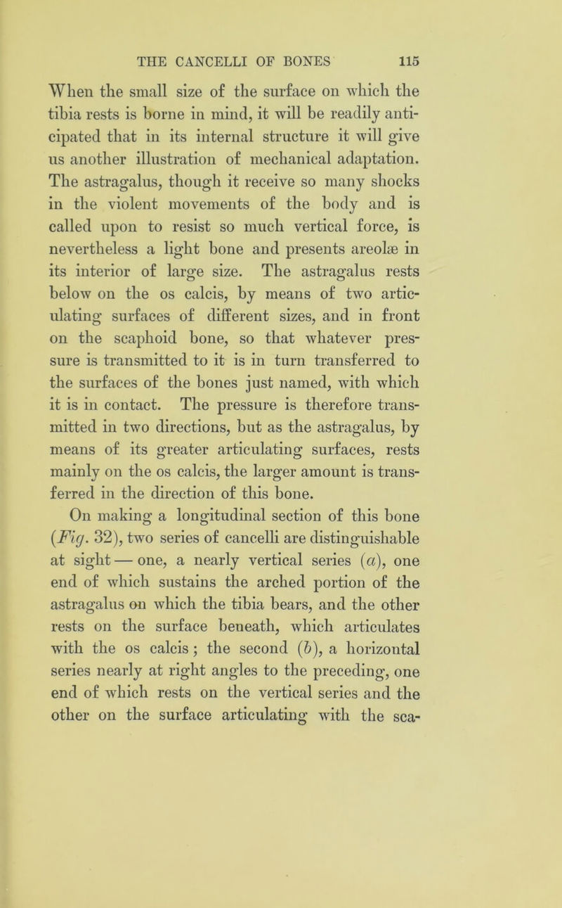When the small size of the surface on which the tibia rests is borne in mind, it will be readily anti- cipated that in its internal structure it will give us another illustration of mechanical adaptation. The astragalus, though it receive so many shocks in the violent movements of the body and is called upon to resist so much vertical force, is nevertheless a light bone and presents areolae in its interior of large size. The astragalus rests below on the os calcis, by means of two artic- ulating surfaces of different sizes, and in front on the scaphoid bone, so that whatever pres- sure is transmitted to it is in turn transferred to the surfaces of the bones just named, with which it is in contact. The pressure is therefore trans- mitted in two directions, but as the astragalus, by means of its greater articulating surfaces, rests mainly on the os calcis, the larger amount is trans- ferred in the direction of this bone. On making a longitudinal section of this bone (Fig. 32), two series of cancelli are distinguishable at sight — one, a nearly vertical series (a), one end of which sustains the arched portion of the astragalus on which the tibia bears, and the other rests on the surface beneath, which articulates with the os calcis ; the second (b), a horizontal series nearly at right angles to the preceding, one end of which rests on the vertical series and the other on the surface articulating with the sea-