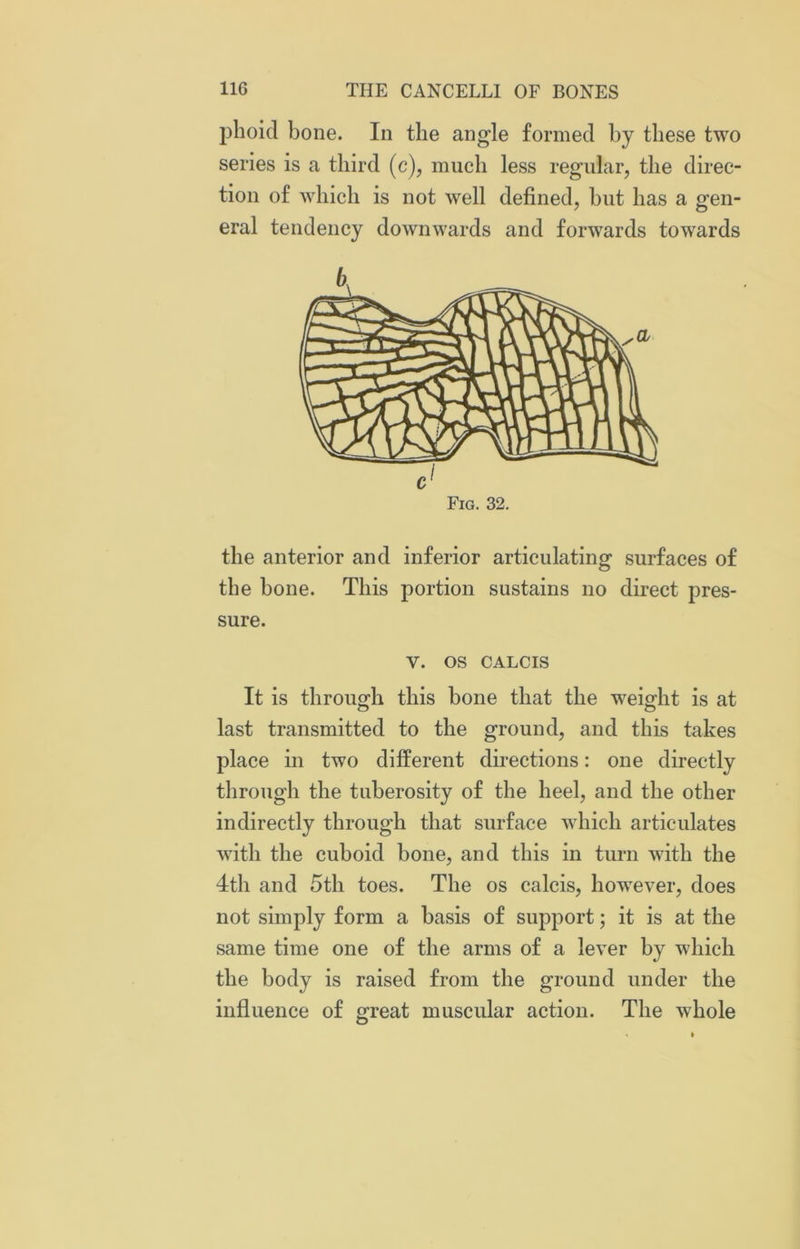 phoid bone. In the angle formed by these two series is a third (c), much less regular, the direc- tion of which is not well defined, but has a gen- eral tendency downwards and forwards towards a Fig. 32. the anterior and inferior articulating surfaces of the bone. This portion sustains no direct pres- sure. v. os CALCIS It is through this bone that the weight is at last transmitted to the ground, and this takes place in two different directions: one directly through the tuberosity of the heel, and the other indirectly through that surface which articulates with the cuboid bone, and this in turn with the 4th and 5th toes. The os calcis, however, does not simply form a basis of support; it is at the same time one of the arms of a lever by which the body is raised from the ground under the influence of great muscular action. The whole