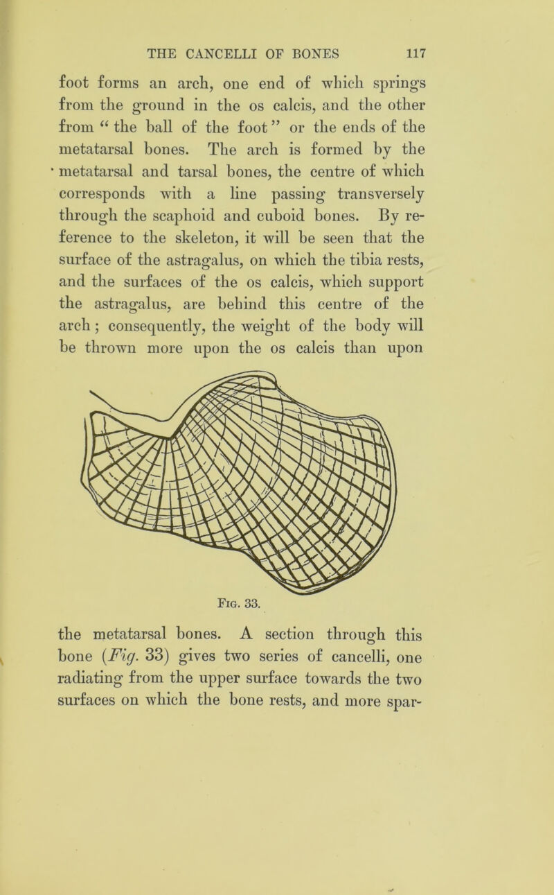 foot forms an arch, one end of which springs from the ground in the os calcis, and the other from “ the ball of the foot ” or the ends of the metatarsal bones. The arch is formed by the * metatarsal and tarsal bones, the centre of which corresponds with a line passing transversely through the scaphoid and cuboid bones. By re- ference to the skeleton, it will be seen that the surface of the astragalus, on which the tibia rests, and the surfaces of the os calcis, which support the astragalus, are behind this centre of the arch ; consequently, the weight of the body will be thrown more upon the os calcis than upon Fig. 33. the metatarsal bones. A section through this bone (Fig. 33) gives two series of cancelli, one radiating from the upper surface towards the two surfaces on which the bone rests, and more spar-