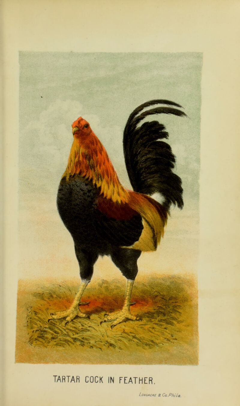 TARTAR COCK IN FEATHER,