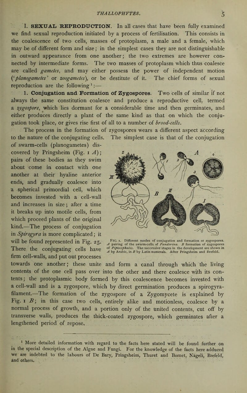 I. SEXUAL REPRODUCTION. In all cases that have been fully examined we find sexual reproduction initiated by a process of fertilisation. This consists in the coalescence of two cells, masses of protoplasm, a male and a female, which may be of different form and size; in the simplest cases they are not distinguishable in outward appearance from one another; the two extremes are however con- nected by intermediate forms. The two masses of protoplasm which thus coalesce are called gametes, and may either possess the power of independent motion (‘planogametes’ or zoogametes), or be destitute of it. The chief forms of sexual reproduction are the following1:— 1. Conjugation and Formation of Zygospores. Two cells of similar if not always the same constitution coalesce and produce a reproductive cell, termed a zygospore, which lies dormant for a considerable time and then germinates, and either produces directly a plant of the same kind as that on which the conju- gation took place, or gives rise first of all to a number of brood-cells. The process in the formation of zygospores wears a different aspect according to the nature of the conjugating cells. The simplest case is that of the conjugation of swarm-cells (planogametes) dis- covered by Pringsheim (Fig. i A); pairs of these bodies as they swim about come in contact with one another at their hyaline anterior ends, and gradually coalesce into a spherical primordial cell, which becomes invested with a cell-wall and increases in size; after a time it breaks up into motile cells, from which proceed plants of the original kind.—The process of conjugation in Spirogyra is more complicated; it will be found represented in Fig. 25. There the conjugating cells have firm cell-walls, and put out processes towards one another; these unite and form a canal through which the living contents of the one cell pass over into the other and there coalesce with its con- tents; the protoplasmic body formed by this coalescence becomes invested with a cell-wall and is a zygospore, which by direct germination produces a spirogyra- filament.—The formation of the zygospore of a Zygomycete is explained by Fig. x B; in this case two cells, entirely alike and motionless, coalesce by a normal process of growth, and a portion only of the united contents, cut off by transverse walls, produces the thick-coated zygospore, which germinates after a lengthened period of repose. Fig. i. Different modes of conjugation and formation ot zygospores. A pairing of the swarm-cells of Pandorina. B formation of zygospores of Piptocephalis. The successive stages in the development are shown in A by Arabic, in B by Latin numerals. After Pringsheim and Brefeld. 1 More detailed information with regard to the facts here stated will be found further on in the special description of the Algae and Fungi. For the knowledge of the facts here adduced we are indebted to the labours of De Bary, Pringsheim, Thuret and Bornet, Nageli, Brefeld, and others.