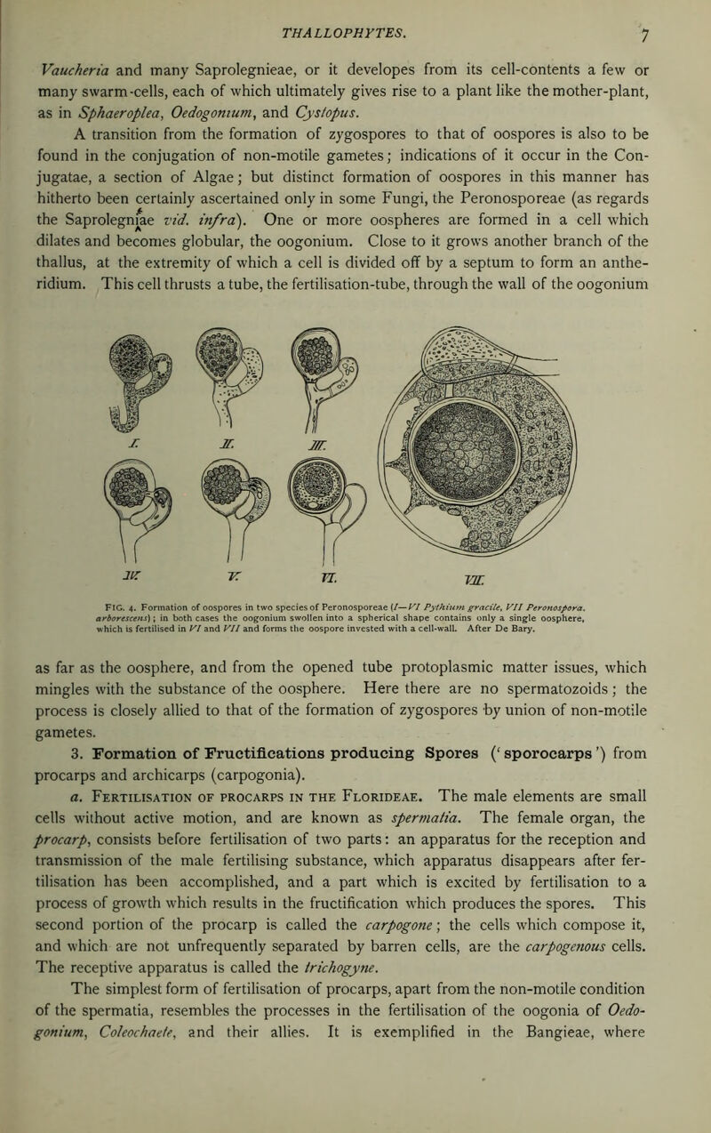 Vaucheria and many Saprolegnieae, or it developes from its cell-contents a few or many swarm-cells, each of which ultimately gives rise to a plant like the mother-plant, as in Sphaeroplea, Oedogomum, and Cys/opus. A transition from the formation of zygospores to that of oospores is also to be found in the conjugation of non-motile gametes; indications of it occur in the Con- jugatae, a section of Algae; but distinct formation of oospores in this manner has hitherto been certainly ascertained only in some Fungi, the Peronosporeae (as regards the Saprolegmae vid. infra). One or more oospheres are formed in a cell which dilates and becomes globular, the oogonium. Close to it grows another branch of the thallus, at the extremity of which a cell is divided off by a septum to form an anthe- ridium. This cell thrusts a tube, the fertilisation-tube, through the wall of the oogonium FIG. 4. Formation of oospores in two species of Peronosporeae (I—VI Pythium gracilc, VII Peronospora. arborescens); in both cases the oogonium swollen into a spherical shape contains only a single oosphere, which is fertilised in VI and VII and forms the oospore invested with a cell-wall. After De Bary. as far as the oosphere, and from the opened tube protoplasmic matter issues, which mingles with the substance of the oosphere. Here there are no spermatozoids; the process is closely allied to that of the formation of zygospores by union of non-motile gametes. 3. Formation of Fructifications producing Spores (‘ sporocarps ’) from procarps and archicarps (carpogonia). a. Fertilisation of procarps in the Florideae. The male elements are small cells without active motion, and are known as spermatia. The female organ, the procarp, consists before fertilisation of two parts: an apparatus for the reception and transmission of the male fertilising substance, which apparatus disappears after fer- tilisation has been accomplished, and a part which is excited by fertilisation to a process of growth which results in the fructification which produces the spores. This second portion of the procarp is called the carpogone; the cells which compose it, and which are not unfrequently separated by barren cells, are the carpogenous cells. The receptive apparatus is called the Irichogyne. The simplest form of fertilisation of procarps, apart from the non-motile condition of the spermatia, resembles the processes in the fertilisation of the oogonia of Oedo- gonium, Coleochade, and their allies. It is exemplified in the Bangieae, where