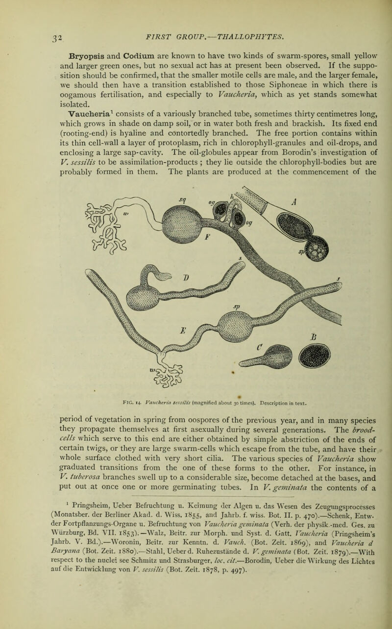 Bryopsis and Codium are known to have two kinds of swarm-spores, small yellow and larger green ones, but no sexual act has at present been observed. If the suppo- sition should be confirmed, that the smaller motile cells are male, and the larger female, we should then have a transition established to those Siphoneae in which there is oogamous fertilisation, and especially to Vaucheria, which as yet stands somewhat isolated. Vaucheria1 consists of a variously branched tube, sometimes thirty centimetres long, which grows in shade on damp soil, or in water both fresh and brackish. Its fixed end (rooting-end) is hyaline and contortedly branched. The free portion contains within its thin cell-wall a layer of protoplasm, rich in chlorophyll-granules and oil-drops, and enclosing a large sap-cavity. The oil-globules appear from Borodin’s investigation of V. sessilis to be assimilation-products ; they lie outside the chlorophyll-bodies but are probably formed in them. The plants are produced at the commencement of the FIG. 14. Vaucheria sessilis (magnified about 30 times). Description in text. period of vegetation in spring from oospores of the previous year, and in many species they propagate themselves at first asexually during several generations. The brood- cells which serve to this end are either obtained by simple abstriction of the ends of certain twigs, or they are large swarm-cells which escape from the tube, and have their whole surface clothed with very short cilia. The various species of Vaucheria show graduated transitions from the one of these forms to the other. For instance, in V. tuberosa branches swell up to a considerable size, become detached at the bases, and put out at once one or more germinating tubes. In V. geminata the contents of a 1 Pringsheim, Ueber Befruchtung u. Keimung <ler Algen u. das Wesen des Zeugungsprocesses (Monatsber. der Berliner Akad. d. Wiss. 1855, and Jahrb. f. wiss. Bot. II. p. 470).—Schenk, Entw- der Fortpflanzungs-Organe u. Befruchtung von Vaucheria geminata (Verh. der physik -med. Ges. zu Wurzburg, Bd. VII. 1853').—Walz, Beitr. zur Morph, und Syst. d. Gatt. Vaucheria (Pringsheim’s Jahrb. V. Bd.).—Woronin, Beitr. zur Kenntn. d. Vauch. (Bot. Zeit. 1869), and Vaucheria d Baryana (Bot. Zeit. 1880).—Stahl, Ueber d. Ruhezustiinde d. V. geminata (Bot. Zeit. 1879).—With respect to the nuclei see Schmitz und Strasburger, loc. cit.—Borodin, Ueber die Wirkung des Lichtes aufdie Entwicklung von V. sessilis (Bot. Zeit. 1878, p. 497).