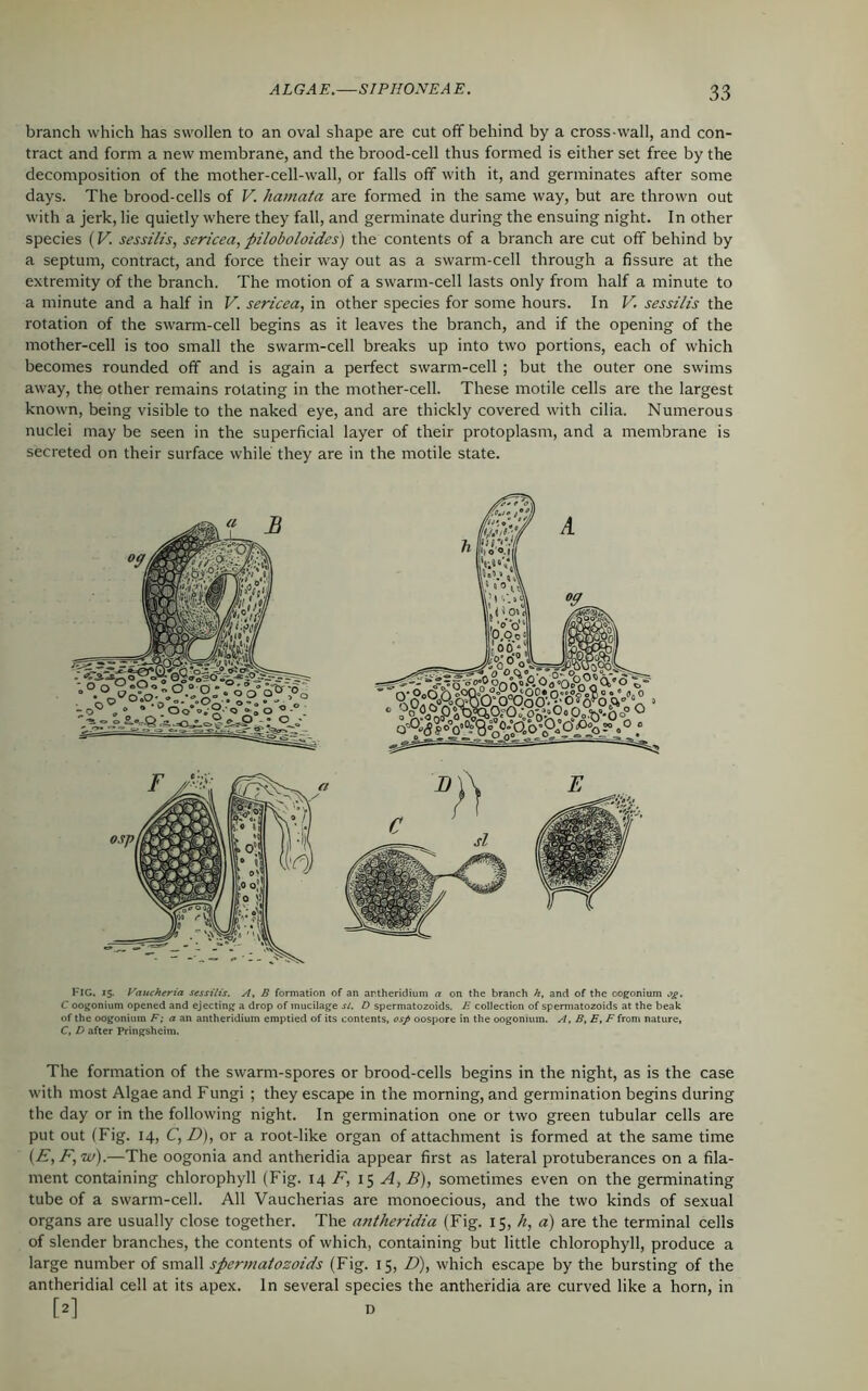 branch which has swollen to an oval shape are cut off behind by a cross-wall, and con- tract and form a new membrane, and the brood-cell thus formed is either set free by the decomposition of the mother-cell-wall, or falls off with it, and germinates after some days. The brood-cells of V. hamata are formed in the same way, but are thrown out with a jerk, lie quietly where they fall, and germinate during the ensuing night. In other species (V. sessilis, sericea, piloboloides) the contents of a branch are cut off behind by a septum, contract, and force their way out as a swarm-cell through a fissure at the extremity of the branch. The motion of a swarm-cell lasts only from half a minute to a minute and a half in V. sericea, in other species for some hours. In V. sessilis the rotation of the swarm-cell begins as it leaves the branch, and if the opening of the mother-cell is too small the swarm-cell breaks up into two portions, each of which becomes rounded off and is again a perfect swarm-cell ; but the outer one swims away, the other remains rotating in the mother-cell. These motile cells are the largest known, being visible to the naked eye, and are thickly covered with cilia. Numerous nuclei may be seen in the superficial layer of their protoplasm, and a membrane is secreted on their surface while they are in the motile state. FIG, 15. Vaucheria sessilis. A, B formation of an ar.theridium a on the branch h, and of the oogonium og. C oogonium opened and ejecting a drop of mucilage si. D spermatozoids. F collection of spermatozoids at the beak of the oogonium F; a an antheridium emptied of its contents, osp oospore in the oogonium. A, B, E, Ftrom nature, C, D after Pringsheim. The formation of the swarm-spores or brood-cells begins in the night, as is the case with most Algae and Fungi ; they escape in the morning, and germination begins during the day or in the following night. In germination one or two green tubular cells are put out (Fig. 14, C, D), or a root-like organ of attachment is formed at the same time (£, F, w).—The oogonia and antheridia appear first as lateral protuberances on a fila- ment containing chlorophyll (Fig. 14 F, 15 A, B), sometimes even on the germinating tube of a swarm-cell. All Vaucherias are monoecious, and the two kinds of sexual organs are usually close together. The antheridia (Fig. 15, h, a) are the terminal cells of slender branches, the contents of which, containing but little chlorophyll, produce a large number of small spermatozoids (Fig. 15, D), which escape by the bursting of the antheridial cell at its apex. In several species the antheridia are curved like a horn, in [2] D