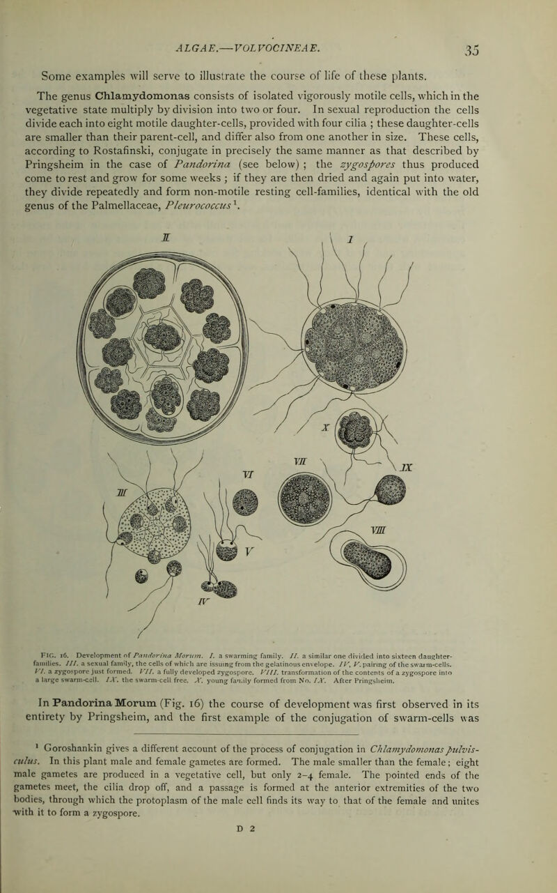 Some examples will serve to illustrate the course of life of these plants. The genus Chlamydomonas consists of isolated vigorously motile cells, which in the vegetative state multiply by division into two or four. In sexual reproduction the cells divide each into eight motile daughter-cells, provided with four cilia ; these daughter-cells are smaller than their parent-cell, and differ also from one another in size. These cells, according to Rostafinski, conjugate in precisely the same manner as that described by Pringsheim in the case of Pandorina (see below) ; the zygospores thus produced come to rest and grow for some weeks ; if they are then dried and again put into water, they divide repeatedly and form non-motile resting cell-families, identical with the old genus of the Palmellaceae, Pleierococcus1. FIG. 16. Development of Pandorina Riorum. I. a swarming family. II. a similar one divided into sixteen daughter- families. III. a sexual family, the cells of which are issuing from the gelatinous envelope. IV, V. pairing of the swarm-cells. VI. a zygospore just formed. VII. a fully developed zygospore. VIII. transformation of the contents of a zygospore into a large swarm-cell. IX. the swarm-cell free. X. young fan.ily formed from No. IX. After Pringsheim. In Pandorina Morum (Fig. 16) the course of development was first observed in its entirety by Pringsheim, and the first example of the conjugation of swarm-cells was 1 Goroshankin gives a different account of the process of conjugation in Chlamydomonasptdvis- cuhis. In this plant male and female gametes are formed. The male smaller than the female ; eight male gametes are produced in a vegetative cell, but only 2-4 female. The pointed ends of the gametes meet, the cilia drop off, and a passage is formed at the anterior extremities of the two bodies, through which the protoplasm of the male cell finds its way to that of the female and unites ■with it to form a zygospore. D 2