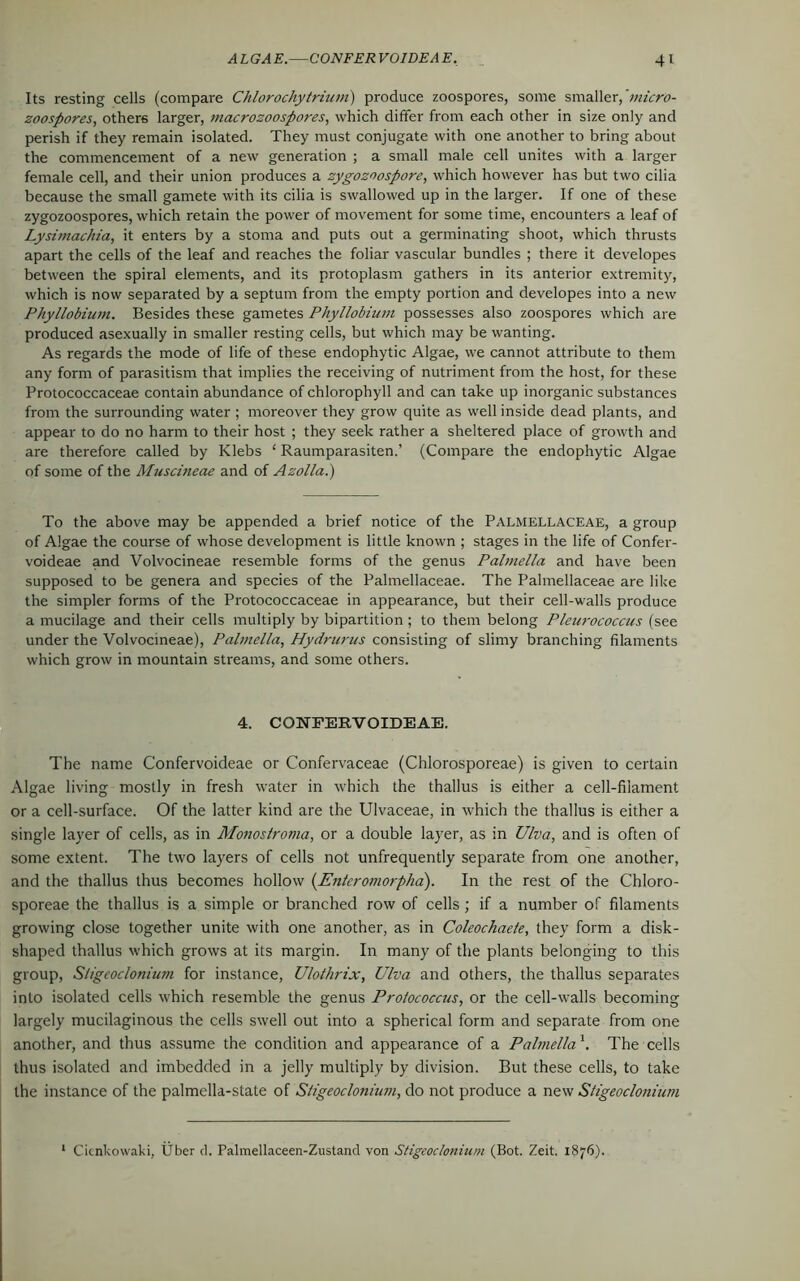 Its resting cells (compare Chlorochytrium) produce zoospores, some smaller, 'micro- zoospores, others larger, macrozoospores, which differ from each other in size only and perish if they remain isolated. They must conjugate with one another to bring about the commencement of a new generation ; a small male cell unites with a larger female cell, and their union produces a zygozoospore, which however has but two cilia because the small gamete with its cilia is swallowed up in the larger. If one of these zygozoospores, which retain the power of movement for some time, encounters a leaf of Lysimachia, it enters by a stoma and puts out a germinating shoot, which thrusts apart the cells of the leaf and reaches the foliar vascular bundles ; there it developes between the spiral elements, and its protoplasm gathers in its anterior extremity, which is now separated by a septum from the empty portion and developes into a new Phyllobium. Besides these gametes Phyllobium possesses also zoospores which are produced asexually in smaller resting cells, but which may be wanting. As regards the mode of life of these endophytic Algae, we cannot attribute to them any form of parasitism that implies the receiving of nutriment from the host, for these Protococcaceae contain abundance of chlorophyll and can take up inorganic substances from the surrounding water ; moreover they grow quite as well inside dead plants, and appear to do no harm to their host ; they seek rather a sheltered place of growth and are therefore called by Klebs ‘ Raumparasiten.’ (Compare the endophytic Algae of some of the Muscineae and of Azolla.) To the above may be appended a brief notice of the Palmellaceae, a group of Algae the course of whose development is little known ; stages in the life of Confer- voideae and Volvocineae resemble forms of the genus Palmella and have been supposed to be genera and species of the Palmellaceae. The Palmellaceae are like the simpler forms of the Protococcaceae in appearance, but their cell-walls produce a mucilage and their cells multiply by bipartition ; to them belong Pleurococcus (see under the Volvocineae), Palmella, Hydmrus consisting of slimy branching filaments which grow in mountain streams, and some others. 4. CONEERVOIDEAE. The name Confervoideae or Confervaceae (Chlorosporeae) is given to certain Algae living mostly in fresh water in which the thallus is either a cell-filament or a cell-surface. Of the latter kind are the Ulvaceae, in which the thallus is either a single layer of cells, as in Monostroma, or a double layer, as in Ulva, and is often of some extent. The two layers of cells not unfrequently separate from one another, and the thallus thus becomes hollow (.Entcromorpha). In the rest of the Chloro- sporeae the thallus is a simple or branched row of cells ; if a number of filaments growing close together unite with one another, as in Coleochaete, they form a disk- shaped thallus which grows at its margin. In many of the plants belonging to this group, Stigeoclonium for instance, Uloihrix, Ulva and others, the thallus separates into isolated cells which resemble the genus Prolococcus, or the cell-walls becoming largely mucilaginous the cells swell out into a spherical form and separate from one another, and thus assume the condition and appearance of a Palmella \ The cells thus isolated and imbedded in a jelly multiply by division. But these cells, to take the instance of the palmella-state of Sligeoclonium, do not produce a new Stigeoclonium 1 Cicnkowaki, Uber d. Palmellaceen-Zustand von Stigeoclonium (Bot. Zeit. 1876).