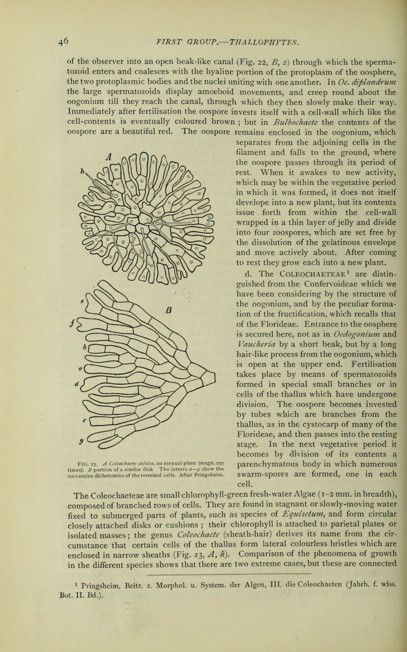 of the observer into an open beak-like canal (Fig. 22, B, z) through which the sperma- tozoid enters and coalesces with the hyaline portion of the protoplasm of the oosphere, the two protoplasmic bodies and the nuclei uniting with one another. In Oe. diplandrum the large spermatozoids display amoeboid movements, and creep round about the oogonium till they reach the canal, through which they then slowly make their way. Immediately after fertilisation the oospore invests itself with a cell-wall which like the cell-contents is eventually coloured brown ; but in Bidbochaete the contents of the oospore are a beautiful red. The oospore remains enclosed in the oogonium, which separates from the adjoining cells in the filament and falls to the ground, where the oospore passes through its period of rest. When it awakes to new activity, which may be within the vegetative period in which it was formed, it does not itself develope into a new plant, but its contents issue forth from within the cell-wall wrapped in a thin layer of jelly and divide into four zoospores, which are set free by the dissolution of the gelatinous envelope and move actively about. After coming to rest they grow each into a new plant. d. The Coleochaeteae1 are distin- guished from the Confervoideae which we have been considering by the structure of the oogonium, and by the peculiar forma- tion of the fructification, which recalls that of the Florideae. Entrance to the oosphere is secured here, not as in Oedogonium and Vancheria by a short beak, but by a long hair-like process from the oogonium, which is open at the upper end. Fertilisation takes place by means of spermatozoids formed in special small branches or in cells of the thallus which have undergone division. The oospore becomes invested by tubes which are branches from the thallus, as in the cystocarp of many of the Florideae, and then passes into the resting stage. In the next vegetative period it becomes by division of its contents a parenchymatous body in which numerous swarm-spores are formed, one in each cell. The Coleochaeteae are small chlorophyll-green fresh-water Algae (1-2 mm. in breadth), composed of branched rows of cells. They are found in stagnant or slowly-moving water fixed to submerged parts of plants, such as species of Equiselum, and form circular closely attached disks or cushions ; their chlorophyll is attached to parietal plates or isolated masses; the genus Coleochaete (sheath-hair) derives its name from the cir- cumstance that certain cells of the thallus form lateral colourless bristles which are enclosed in narrow sheaths (Fig. 23, A, h). Comparison of the phenomena of growth in the different species shows that there are two extreme cases, but these are connected 1 Pringsheim, Beitr. z. Morphol. u. System, der Algen, III. die Coleochaeten (Jahrb. f. wiss. Bot. II. Bd.). FIG. 23. A Coleochaete so/uta, an asexual plant (magn.250 times). B portion of a similar disk The letters a—g show the successive dichotomies of the terminal cells. After Pringsheim.