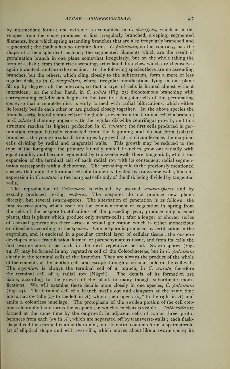 by intermediate forms ; one extreme is exemplified in C. divergens, which as it de- velopes from the spore produces at first irregularly branched, creeping, segmented filaments, from which spring ascending branches that are also irregularly branched and segmented ; the thallus has no definite form. C. pulvmata, on the contrary, has the shape of a hemispherical cushion ; the segmented filaments which are the result of germination branch in one plane somewhat irregularly, but on the whole taking the form of a disk ; from them rise ascending, articulated branches, which are themselves again branched, and form the cushion. In the following species there are no ascending branches, but the others, which cling closely to the substratum, form a more or less regular disk, as in C. irregularis, where irregular ramifications lying in one plane fill up by degrees all the intervals, so that a layer of cells is formed almost without interstices ; on the other hand, in C. soluta (Fig. 23) dichotomous branching with corresponding cell-division begins in the two first daughter-cells of the germinating spore, so that a complete disk is early formed with radial bifurcations, which either lie loosely beside each other or are packed closely together. In the above species the branches arise laterally from cells of the thallus, never from the terminal cell of a branch ; in C. soluta dichotomy appears with the regular disk-like centrifugal growth, and this structure reaches its highest perfection in C. scutata; the first cells produced in ger- mination remain laterally connected from the beginning and do not form isolated branches ; the young circular disk enlarges by growth at its circumference, the marginal cells dividing by radial and tangential walls. This growth may be reduced to the type of the foregoing ; the primary laterally united branches grow out radially with equal rapidity and become segmented by transverse walls (here tangential), whilst the expansion of the terminal cell of each radial row with its consequent radial segmen- tation corresponds with a dichotomy. The prevailing rule in the previously mentioned species, that only the terminal cell of a branch is divided by transverse walls, finds its expression in C. scutata in the marginal cells only of the disk being divided by tangential walls. The reproduction of Coleochaete is effected by asexual swarm-spores and by sexually produced resting oospores. The oospores do not produce new plants directly, but several swarm-spores. The alternation of generation is as follows : the first swarm-spores, which issue on the commencement of vegetation in spring from the cells of the oospore-fructifications of the preceding year, produce only asexual plants, that is plants which produce only swarm-cells ; after a longer or shorter series of asexual generations there arises a sexual generation which is either monoecious or dioecious according to the species. One oospore is produced by fertilisation in the oogonium, and is enclosed in a peculiar cortical layer of cellular tissue ; the oospore developes into a fructification formed of parenchymatous tissue, and from its cells the first swarm-spores issue forth in the next vegetative period. Swarm-spores (Fig. 24, D) may be formed in any vegetative cell of the Coleochaeteae, but in C. pulvmata chiefly in the terminal cells of the branches. They are always the product of the whole of the contents of the mother-cell, and escape through a circular hole in the cell-wall. The oogonium is always the terminal cell of a branch, in C. scutata therefore the terminal cell of a radial row (Nageli). The details of its formation are liable, according to the growth of the plant, to many though subordinate modi- fications. We will examine these details more closely in one species, C. pulvinata (Fig. 24). The terminal cell of a branch swells out and elongates at the same time into a narrow tube (og to the left in A), which then opens [og to the right in A) and emits a colourless mucilage. The protoplasm of the swollen portion of the cell con- tains chlorophyll and forms the oosphere, in which a nucleus is visible. Antheridia are formed at the same time by the outgrowth in adjacent cells of two or three protu- berances from each (an in A), which are separated off by transverse-walls ; each flask- shaped cell thus formed is an antheridium, and its entire contents form a spermatozoid (.z) of elliptical shape and with two cilia, which moves about like a swarm-spore; its