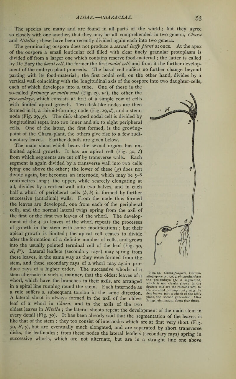 The species are many and are found in all parts of the world ; but they agree so closely with one another, that they may be all comprehended in two genera, Chara and Nitella ; these have been recently divided again each into two genera. The germinating oospore does not produce a sexual leafy plant at once. At the apex of the oospore a small lenticular cell filled with clear finely granular protoplasm is divided off from a larger one which contains reserve food-material; the latter is called by De Bary the basal cell, the former the first nodal cell, and from it the further develop- ment of the embryo plant proceeds. The basal cell suffers no further change beyond parting with its food-material; the first nodal cell, on the other hand, divides by a vertical wall coinciding with the longitudinal axis of the oospore into two daughter-cells, each of which developes into a tube. One of these is the so-called primary or main root (Fig. 29, it/), the other the pro-embryo, which consists at first of a simple row of cells with limited apical growth. Two disk-like nodes are then formed in it, a rhizoid-forming-node (Fig. 29,d), and a stem- node (Fig. 29, g). The disk-shaped nodal cell is divided by longitudinal septa into two inner and six to eight peripheral cells. One of the latter, the first formed, is the growing- point of the Chara-plant, the others give rise to a few rudi- mentary leaves. Further details are given below. The main shoot which bears the sexual organs has un- limited apical growth. It has an apical cell (Fig. 30, /) from which segments are cut off by transverse walls. Each segment is again divided by a transverse wall into two cells lying one above the other; the lower of these (g) does not divide again, but becomes an internode, which may be 5-6 centimetres long; the upper, while scarcely elongating at all, divides by a vertical wall into two halves, and in each half a whorl of peripheral cells (b, b) is formed by further successive (anticlinal) walls. From the node thus formed the leaves are developed, one from each of the peripheral cells, and the normal lateral twigs spring from the axil of the first or the first two leaves of the whorl. The develop- ment of the 4-10 leaves of the whorl repeats the processes of growth in the stem with some modifications ; but their apical growth is limited; the apical cell ceases to divide after the formation of a definite number of cells, and grows into the usually pointed terminal cell of the leaf (Fig. 30, A, b). Lateral leaflets (secondary rays) may spring from these leaves, in the same way as they were formed from the stem, and these secondary rays of a whorl may again pro- duce rays of a higher order. The successive whorls of a stem alternate in such a manner, that the oldest leaves of a whorl, which have the branches in their axils, are arranged in a spiral line running round the stem. Each internode as a rule suffers a subsequent torsion in the same direction. A lateral shoot is always formed in the axil of the oldest leaf of a whorl in Chara, and in the axils of the two oldest leaves in Nitella ; the lateral shoots repeat the development of the main stem in every detail (Fig. 30). It has been already said that the segmentation of the leaves is like that of the stem ; they too consist of internodes which are at first very short (Fig. 30, B, y), but are eventually much elongated, and are separated by short transverse disks, the leaf-nodes ; from these nodes the lateral leaflets (secondary rays) spring in successive whorls, which are not alternate, but are in a straight line one above FIG. 29. Chara fragilis. Germin- ating-spore sp; i, d, q,pl together form the pro-embryo {pi is segmented, which is not clearly shown in the figure); at d are the rhizoids ’w; rvt the so-called primary root; at g the first leaves (not a whorl) of the leafy plant, the second generation. After Fringsheim, magn. about four times.