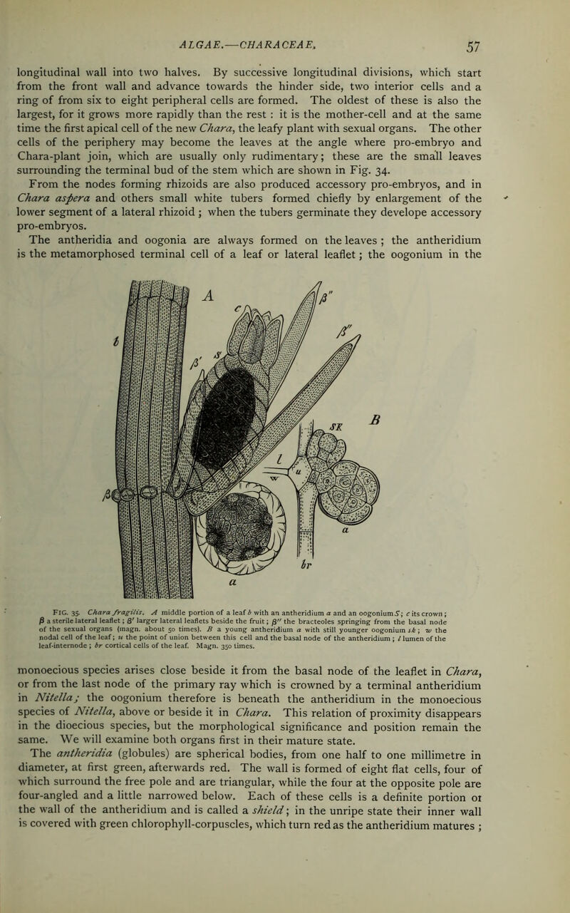 longitudinal wall into two halves. By successive longitudinal divisions, which start from the front wall and advance towards the hinder side, two interior cells and a ring of from six to eight peripheral cells are formed. The oldest of these is also the largest, for it grows more rapidly than the rest : it is the mother-cell and at the same time the first apical cell of the new Chara, the leafy plant with sexual organs. The other cells of the periphery may become the leaves at the angle where pro-embryo and Chara-plant join, which are usually only rudimentary; these are the small leaves surrounding the terminal bud of the stem which are shown in Fig. 34. From the nodes forming rhizoids are also produced accessory pro-embryos, and in Chara aspera and others small white tubers formed chiefly by enlargement of the lower segment of a lateral rhizoid ; when the tubers germinate they develope accessory pro-embryos. The antheridia and oogonia are always formed on the leaves ; the antheridium is the metamorphosed terminal cell of a leaf or lateral leaflet; the oogonium in the FIG. 35. Chara fragilis. A middle portion of a leaf b with an antheridium a and an oogonium.?; c its crown ; 0 a sterile lateral leaflet; Q' larger lateral leaflets beside the fruit; 0 the bracteoles springing from the basal node of the sexual organs (magn. about 50 times). B a young antheridium a with still younger oogonium sk ; tv the nodal cell of the leaf; u the point of union between this cell and the basal node of the antheridium ; / lumen of the leaf-internode ; br cortical cells of the leaf. Magn. 350 limes. monoecious species arises close beside it from the basal node of the leaflet in Chara, or from the last node of the primary ray which is crowned by a terminal antheridium in Nitella; the oogonium therefore is beneath the antheridium in the monoecious species of Nitella, above or beside it in Chara. This relation of proximity disappears in the dioecious species, but the morphological significance and position remain the same. We will examine both organs first in their mature state. The antheridia (globules) are spherical bodies, from one half to one millimetre in diameter, at first green, afterwards red. The wall is formed of eight flat cells, four of which surround the free pole and are triangular, while the four at the opposite pole are four-angled and a little narrowed below. Each of these cells is a definite portion oi the wall of the antheridium and is called a shield; in the unripe state their inner wall is covered with green chlorophyll-corpuscles, which turn red as the antheridium matures ;