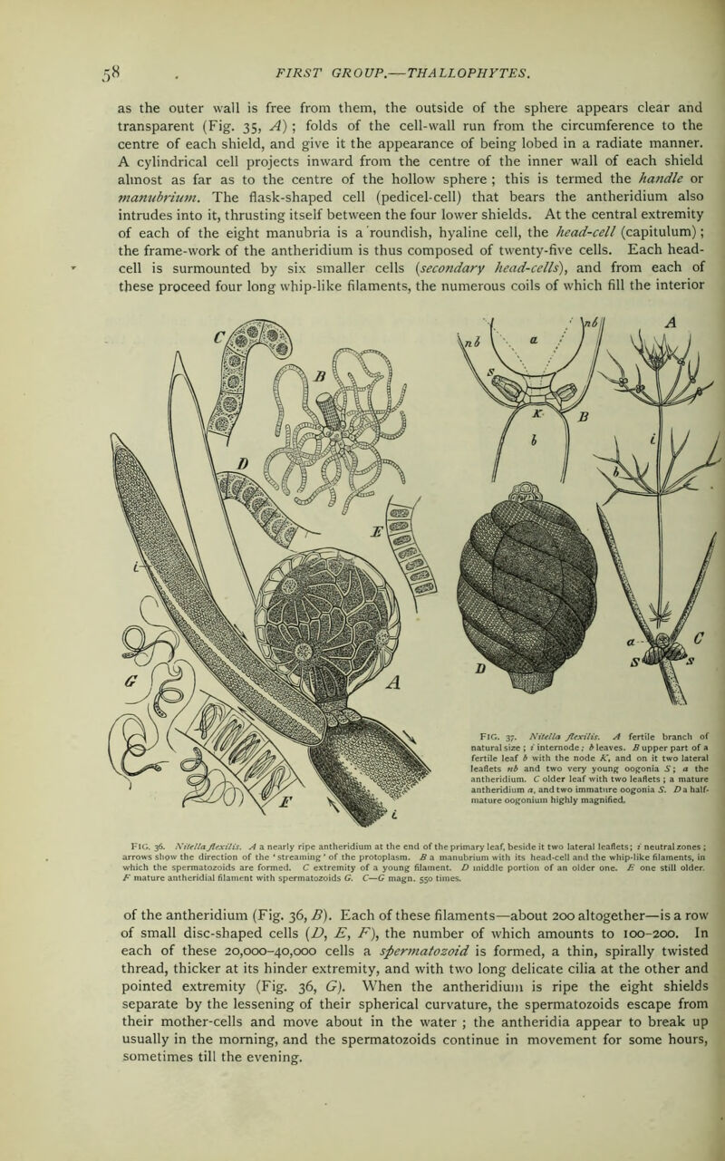 as the outer wall is free from them, the outside of the sphere appears clear and transparent (Fig. 35, A); folds of the cell-wall run from the circumference to the centre of each shield, and give it the appearance of being lobed in a radiate manner. A cylindrical cell projects inward from the centre of the inner wall of each shield almost as far as to the centre of the hollow sphere ; this is termed the hatidle or manubrium. The flask-shaped cell (pedicel-cell) that bears the antheridium also intrudes into it, thrusting itself between the four lower shields. At the central extremity of each of the eight manubria is a roundish, hyaline cell, the head-cell (capitulum); the frame-work of the antheridium is thus composed of twenty-five cells. Each head- cell is surmounted by six smaller cells (secondary head-cells), and from each of these proceed four long whip-like filaments, the numerous coils of which fill the interior FIG. 37. Nit el la flexilis. A fertile branch of natural size ; i internode; b leaves. B upper part of a fertile leaf b with the node A, and on it two lateral leaflets ttb and two very young oogonia 5; a the antheridium. C older leaf with two leaflets ; a mature antheridium a, and two immature oogonia S. D a half- mature oogonium highly magnified. FIG. 36. NitellaJlexilis. A a nearly ripe antheridium at the end of the primary leaf, beside it two lateral leaflets; i neutral zones ; arrows show the direction of the * streaming ’ of the protoplasm. B a manubrium with its head-cell and the whip-like filaments, in which the spermatozoids are formed. C extremity of a young filament. D middle portion of an older one. E one still older. F mature antheridial filament with spermatozoids G. C—G magn. 550 times. of the antheridium (Fig. 36, B). Each of these filaments—about 200 altogether—is a row of small disc-shaped cells (D, E, F), the number of which amounts to 100-200. In each of these 20,000-40,000 cells a spermatozoid is formed, a thin, spirally twisted thread, thicker at its hinder extremity, and with two long delicate cilia at the other and pointed extremity (Fig. 36, G). When the antheridium is ripe the eight shields separate by the lessening of their spherical curvature, the spermatozoids escape from their mother-cells and move about in the water ; the antheridia appear to break up usually in the morning, and the spermatozoids continue in movement for some hours, sometimes till the evening.