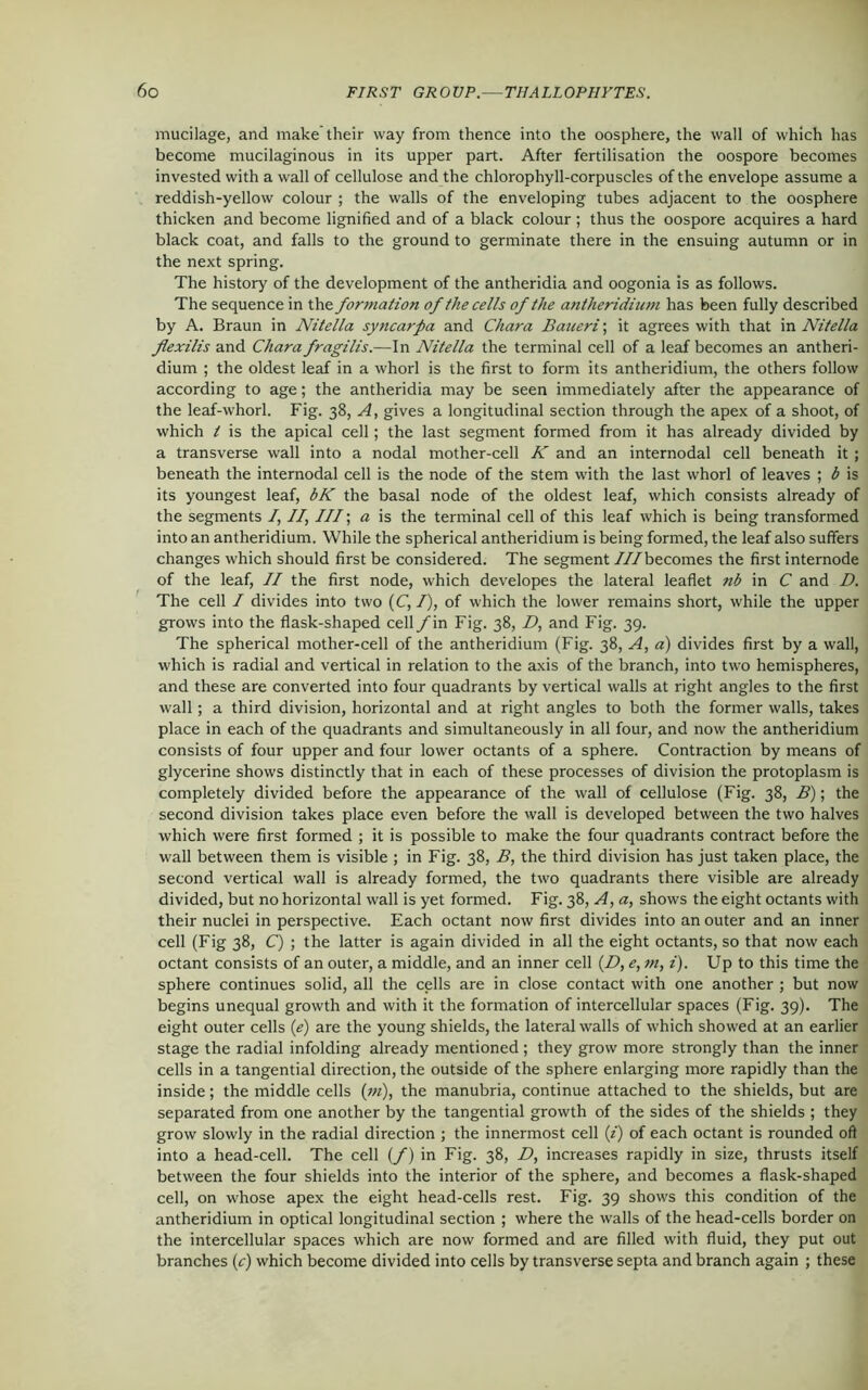 mucilage, and make their way from thence into the oosphere, the wall of which has become mucilaginous in its upper part. After fertilisation the oospore becomes invested with a wall of cellulose and the chlorophyll-corpuscles of the envelope assume a reddish-yellow colour ; the walls of the enveloping tubes adjacent to the oosphere thicken and become lignified and of a black colour ; thus the oospore acquires a hard black coat, and falls to the ground to germinate there in the ensuing autumn or in the next spring. The history of the development of the antheridia and oogonia is as follows. The sequence in the for?nation of the cells of the antheridium has been fully described by A. Braun in Nitella sy near pa and Chara Baueri; it agrees with that in Nitella flexilis and Chara fragilis.—In Nitella the terminal cell of a leaf becomes an antheri- dium ; the oldest leaf in a whorl is the first to form its antheridium, the others follow according to age; the antheridia may be seen immediately after the appearance of the leaf-whorl. Fig. 38, A, gives a longitudinal section through the apex of a shoot, of which t is the apical cell; the last segment formed from it has already divided by a transverse wall into a nodal mother-cell K and an internodal cell beneath it ; beneath the internodal cell is the node of the stem with the last whorl of leaves ; b is its youngest leaf, bK the basal node of the oldest leaf, which consists already of the segments /, //, ///; a is the terminal cell of this leaf which is being transformed into an antheridium. While the spherical antheridium is being formed, the leaf also suffers changes which should first be considered. The segment ///becomes the first internode of the leaf, II the first node, which developes the lateral leaflet nb in C and D. The cell / divides into two (C, /), of which the lower remains short, while the upper grows into the flask-shaped cell f in Fig. 38, D, and Fig. 39. The spherical mother-cell of the antheridium (Fig. 38, A, a) divides first by a wall, which is radial and vertical in relation to the axis of the branch, into two hemispheres, and these are converted into four quadrants by vertical walls at right angles to the first wall; a third division, horizontal and at right angles to both the former walls, takes place in each of the quadrants and simultaneously in all four, and now the antheridium consists of four upper and four lower octants of a sphere. Contraction by means of glycerine shows distinctly that in each of these processes of division the protoplasm is completely divided before the appearance of the wall of cellulose (Fig. 38, B); the second division takes place even before the wall is developed between the two halves which were first formed ; it is possible to make the four quadrants contract before the wall between them is visible ; in Fig. 38, B, the third division has just taken place, the second vertical wall is already formed, the two quadrants there visible are already divided, but no horizontal wall is yet formed. Fig. 38, A, a, shows the eight octants with their nuclei in perspective. Each octant now first divides into an outer and an inner cell (Fig 38, C) ; the latter is again divided in all the eight octants, so that now each octant consists of an outer, a middle, and an inner cell (/?, e, m, i). Up to this time the sphere continues solid, all the cells are in close contact with one another ; but now begins unequal growth and with it the formation of intercellular spaces (Fig. 39). The eight outer cells (e) are the young shields, the lateral walls of which showed at an earlier stage the radial infolding already mentioned ; they grow more strongly than the inner cells in a tangential direction, the outside of the sphere enlarging more rapidly than the inside; the middle cells (;«), the manubria, continue attached to the shields, but are separated from one another by the tangential growth of the sides of the shields ; they grow slowly in the radial direction ; the innermost cell (z) of each octant is rounded oft into a head-cell. The cell (/) in Fig. 38, D, increases rapidly in size, thrusts itself between the four shields into the interior of the sphere, and becomes a flask-shaped cell, on whose apex the eight head-cells rest. Fig. 39 shows this condition of the antheridium in optical longitudinal section ; where the walls of the head-cells border on the intercellular spaces which are now formed and are filled with fluid, they put out branches (c) which become divided into cells by transverse septa and branch again ; these
