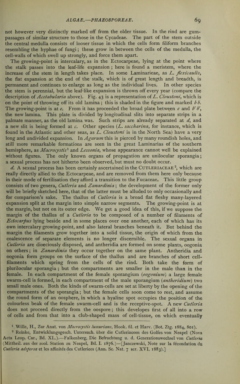 not however very distinctly marked off from the older tissue. In the rind are gum- passages of similar structure to those in the Cycadeae. The part of the stem outside the central medulla consists of looser tissue in which the cells form filiform branches resembling the hyphae of fungi; these grow in between the cells of the medulla, the cell-walls of which swell up strongly, and force them apart. The growing-point is intercalary, as in the Ectocarpeae, lying at the point where the stalk passes into the leaf-life expansion ; here is found a meristem, where the increase of the stem in length takes place. In some Laminarieae, as L. flexicaulis, the flat expansion at the end of the stalk, which is of great length and breadth, is permanent and continues to enlarge as long as the individual lives. In other species the stem is perennial, but the leaf-like expansion is thrown off every year (compare the description of Acetabularia above). Fig. 43 is a representation of L. Cloustoni, which is on the point of throwing off its old lamina ; this is shaded in the figure and marked b b. The growing-point is at e. From it nas proceeded the broad plate between e and b' b', the new lamina. This plate is divided by longitudinal slits into separate strips in a palmate manner, as the old lamina was. Such strips are already separated at d, and a new slit is being formed at c. Other species (Z.. saccharina, for instance, which is found in the Atlantic and other seas, as L. Cloustoni is in the North Sea) have a very long and undivided expansion. In Agarurn this is pierced by many roundish holes, and still more remarkable formations are seen in the great Laminarias of the southern hemisphere, as Macrocystis1 and Lessonia, whose appearance cannot well be explained without figures. The only known organs of propagation are unilocular sporangia; a sexual process has not hitherto been observed, but must no doubt occur. d. A sexual process has been certainly ascertained in the Cutleriaceae 1 2, which are really directly allied to the Ectocarpeae, and are removed from them here only because in their mode of fertilisation they afford a transition to the Fucaceae. This little group consists of two genera, Cutleria and Zanardinia; the development of the former only will be briefly sketched here, that of the latter must be alluded to only occasionally and for comparison’s sake. The thallus of Cutleria is a broad flat fleshy many-layered expansion split at the margin into simple narrow segments. The growing-point is at the margin, but not on its outer edge. We get a good idea of this, if we suppose the margin of the thallus of a Cutleria to be composed of a number of filaments of Edocarpus lying beside and in some places over one another, each of which has its own intercalary growing-point, and also lateral branches beneath it. But behind the margin the filaments grow together into a solid tissue, the origin of which from the coalescence of separate elements is no longer discernible. The sexual organs in Cutleria are dioeciously disposed, and antheridia are formed on some plants, oogonia on others; in Zanardinia they occur together on the same plant. Antheridia and oogonia form groups on the surface of the thallus and are branches of short cell- filaments which spring from the cells of the rind. Both take the form of plurilocular sporangia; but the compartments are smaller in the male than in the female. In each compartment of the female sporangium (oogonium) a large female swarm-cell is formed, in each compartment of the male sporangium (antheridium) two small male ones. Both the kinds of swarm-cells are set at liberty by the opening of the compartments of the sporangia; but the female cells soon come to rest, and assume the round form of an oosphere, in which a hyaline spot occupies the position of the colourless beak of the female swarm-cell and is the receptive-spot. A new Cutleria does not proceed directly from the oospore; this developes first of all into a row of cells and from that into a club-shaped mass of cell-tissue, on which eventually 1 Wille, H., Zur Anat. von Macrocystis luxurious, Hook. fil. et Haw. (Bot. Ztg. 1884, 801). 3 Reinke, Entwicklungsgesch. Untersuch. iiber die Cutleriaceen des Golfes von Neapel (Nova Acta Leop. Car., Bd. XL.).—Falkenberg, Die Befruchtung u. d. Generationswechsel von Cutleria (Mittheil. aus der zool. Station zu Neapel, Bd. I. 1876.)—[Janczewski, Note sur la fecondation du Cutleria adspersa et les affinitesdes Cutleriees (Ann. Sc. Nat. 7 ser. XVI, 1883).]