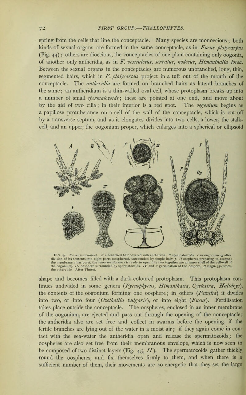 spring from the cells that line the conceptacle. Many species are monoecious; both kinds of sexual organs are formed in the same conceptacle, as in Fucus platycarpus (Fig. 44) ; others are dioecious, the conceptacles of one plant containing only oogonia, of another only antheridia, as in F. vesiculosus, scrra/us, nodosus, Himanthalia lorea. Between the sexual organs in the conceptacles are numerous unbranched, long, thin, segmented hairs, which in F. platycarpus project in a tuft out of the mouth of the conceptacle. The antheridia are formed on branched hairs as lateral branches of the same; an antheridium is a thin-walled oval cell, whose protoplasm breaks up into a number of small spermatozoids; these are pointed at one end, and move about by the aid of two cilia; in their interior is a red spot. The oogotiimn begins as a papillose protuberance on a cell of the wall of the conceptacle, which is cut off by a transverse septum, and as it elongates divides into two cells, a lower, the stalk- cell, and an upper, the oogonium proper, which enlarges into a spherical or ellipsoid FiG. 45. Fucus vesiculosus. A a branched hair covered with antheridia. 2? spermatozoids. / an oogonium og after division of its contents into eight parts (oospheres), surrounded by simple hairs/, 2/oospheres preparing to escape; the membrane a has burst, the inner membrane i is ready to open (the two together are an inner shell of the cell-wall of the oogonium). Ill oosphere surrounded by spermatozoids. IV and Vgermination of the oospore, B magn. 330 times, the others 160. After Thuret. shape and becomes filled with a dark-coloured protoplasm. This protoplasm con- tinues undivided in some genera [Pycnophycus, Himanthalia, Cys/osira, Halidrys), the contents of the oogonium forming one oosphere; in others (Helvetia) it divides into two, or into four (Ozothallia vulgaris), or into eight (Fucus). Fertilisation takes place outside the conceptacle. The oospheres, enclosed in an inner membrane of the oogonium, are ejected and pass out through the opening of the conceptacle; the antheridia also are set free and collect in swarms before the opening, if the fertile branches are lying out of the water in a moist air; if they again come in con- tact with the sea-water the antheridia open and release the spermatozoids; the oospheres are also set free from their membranous envelope, which is now seen to be composed of two distinct layers (Fig. 45, II). The spermatozoids gather thickly round the oospheres, and fix themselves firmly to them, and when there is a sufficient number of them, their movements are so energetic that they set the large