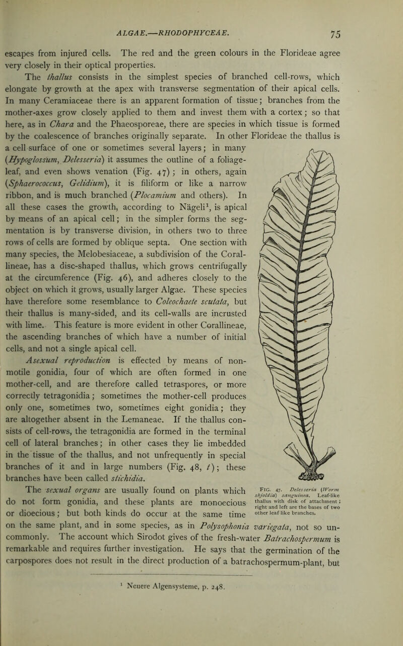 escapes from injured cells. The red and the green colours in the Florideae agree very closely in their optical properties. The thallus consists in the simplest species of branched cell-rows, which elongate by growth at the apex with transverse segmentation of their apical cells. In many Ceramiaceae there is an apparent formation of tissue; branches from the mother-axes grow closely applied to them and invest them with a cortex; so that here, as in Chara and the Phaeosporeae, there are species in which tissue is formed by the coalescence of branches originally separate. In other Florideae the thallus is a cell surface of one or sometimes several layers; in many (Hypoglossum, Delesseria) it assumes the outline of a foliage- leaf, and even shows venation (Fig. 47) ; in others, again (Sphaerococcus, Geliditim), it is filiform or like a narrow ribbon, and is much branched (Plocamium and others). In all these cases the growth, according to Nageli1, is apical by means of an apical cell; in the simpler forms the seg- mentation is by transverse division, in others two to three rows of cells are formed by oblique septa. One section with many species, the Melobesiaceae, a subdivision of the Coral- lineae, has a disc-shaped thallus, which grows centrifugally at the circumference (Fig. 46), and adheres closely to the object on which it grows, usually larger Algae. These species have therefore some resemblance to Coleochaeie scutala, but their thallus is many-sided, and its cell-walls are incrusted with lime. This feature is more evident in other Corallineae, the ascending branches of which have a number of initial cells, and not a single apical cell. Asexual reproduction is effected by means of non- motile gonidia, four of which are often formed in one mother-cell, and are therefore called tetraspores, or more correctly tetragonidia; sometimes the mother-cell produces only one, sometimes two, sometimes eight gonidia; they are altogether absent in the Lemaneae. If the thallus con- sists of cell-rows, the tetragonidia are formed in the terminal cell of lateral branches; in other cases they lie imbedded in the tissue of the thallus, and not unfrequently in special branches of it and in large numbers (Fig. 48, /); these branches have been called slichidia. The sexual organs are usually found on plants which FIG 4?- oeiesscria (;r«« J r skjoldia) sanguined. Leaf-like do not form gonidia, and these plants are monoecious ,hallus with disk of attach'n™<; g 1 right and left are the bases of two or dioecious; but both kinds do occur at the same time otherleaf-iikebranches, on the same plant, and in some species, as in Polysophonia variegata, not so un- commonly. The account which Sirodot gives of the fresh-water Batrachospermum is remarkable and requires further investigation. He says that the germination of the carpospores does not result in the direct production of a batrachospermum-plant, but 1 Neuere Algensysteme, p. 248.