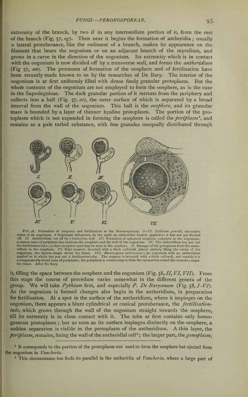 extremity of the branch, by two if in any intermediate portion of it, from the rest of the branch (Fig, 57, og). Then near it begins the formation of antheridia ; usually a lateral protuberance, like the rudiment of a branch, makes its appearance on the filament that bears the oogonium or on an adjacent branch of the mycelium, and grows in a curve in the direction of the oogonium. Its extremity which is in contact with the oogonium is now divided off by a transverse wall, and forms the antheridium (Fig 57, an). The processes of formation of the oosphere and of fertilisation have been recently made known to us by the researches of De Bary. The interior of the oogonium is at first uniformly filled with dense finely granular protoplasm. But the whole contents of the oogonium are not employed to form the oosphere, as is the case in the Saprolegnieae. The dark granular portion of it retreats from the periphery and collects into a ball (Fig. 57, os), the outer surface of which is separated by a broad interval from the wall of the oogonium. This ball is the oosphere, and its granular mass is bounded by a layer of thinner hyaline protoplasm. The portion of the pro- toplasm which is not expended in forming the oosphere is called ihe periplasm', and remains as a pale turbid substance, with fine granules unequally distributed through FIG. 58. Formation of oospores and fertilisation in the Peronosporeae. /—VI. Pythuim gracile, successive states of an oogonium. / Oogonium full-grown, to the right an antheridial branch applied to it but not yet divided off. II. Antheridium cut off by a transverse wall III. Formation of spherical oosphere complete in the oogonium ; a narrow zone of periplasm lies between the oosphere and the wall of the oogonium. IV. The antheridium has put out the fertilisation-tube ; a clear receptive spot may be seen in the oosphere. V. Passage of the gonoplasm from the anthe- ridium to the oosphere. VI. Ripe oospore invested with a thick cell-wall, almost entirely filling the cavity of the oogonium, the figures magn. about 800 times. VII. Peronospora arborescens; an oogonium with an antheridium applied to it, which has put out a fertilisation-tube. The oospore is invested with a thick cell-wall, and outside it is a comparatively broad zone of periplasm; the periplasm is contracting to form the episporium round the oospore; magn. 600 times. After De Bary. it, filling the space between the oosphere and the oogonium (Fig. 58, II, VI, VII). From this stage the course of procedure varies somewhat in the different genera of the group. We will take Pythium first, and especially P. De Baryanum (Fig. 58,1-VI). As the oogonium is formed changes also begin in the antheridium, in preparation for fertilisation. At a spot in the surface of the antheridium, where it impinges on the oogonium, there appears a blunt cylindrical or conical protuberance, the fertilisation- tube, which grows through the wall of the oogonium straight towards the oosphere, till its extremity is in close contact with it. The tube at first contains only homo- geneous protoplasm ; but as soon as its surface impinges distinctly on the oosphere, a sudden separation is visible in the protoplasm of the antheridium. A thin layer, the periplasm, remains, lining the wall of the antheridial cell2; the larger part, thtgonoplasm, ' It corresponds to the portion of the protoplasm not used to form the oosphere but ejected from the oogonium in Vaucheria. 3 This circumstance too finds its parallel in the antheridia of Vaucheria, where a large part of