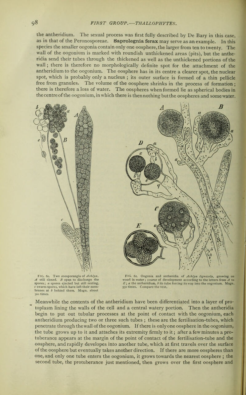 the antheridium. The sexual process was first fully described by De Bary in this case, as in that of the Peronosporeae. Saprolegma ferax may serve as an example. In this species the smaller oogonia contain only one oosphere, the larger from ten to twenty. The wall of the oogonium is marked with roundish unthickened areas (pits), but the anthe- ridia send their tubes through the thickened as well as the unthickened portions of the wall; there is therefore no morphologically definite spot for the attachment of the antheridium to the oogonium. The oosphere has in its centre a clearer spot, the nuclear spot, which is probably only a nucleus ; its outer surface is formed of a thin pellicle free from granules. The volume of the oosphere shrinks in the process of formation ; there is therefore a loss of water. The oospheres when formed lie as spherical bodies in the centre of the oogonium, in which there is then nothing but the oospheres and some water. FIG. 6o. Two zoosporangia of Achlya. A still closed. B open to discharge the spores; a spores ejected but still resting. c swarm-spores, which have left their mem- branes at b behind them. Magn. about 300 times. FIG. 6r. Oogonia and antheridia of Achlya lignicola, growing on wood in water ; course of development according to the letters from A to E; a the antheridium, b its tube forcing its way into the oogonium. Magn. 550 times. Compare the text. Meanwhile the contents of the antheridium have been differentiated into a layer of pro- toplasm lining the walls of the cell and a central watery portion. Then the antheridia begin to put out tubular processes at the point of contact with the oogonium, each antheridium producing two or three such tubes ; these are the fertilisation-tubes, which penetrate through the wall of the oogonium. If there is only one oosphere in the oogonium, the tube grows up to it and attaches its extremity firmly to it; after a few minutes a pro- tuberance appears at the margin of the point of contact of the fertilisation-tube and the oosphere, and rapidly developes into another tube, which at first travels over the surface of the oosphere but eventually takes another direction. If there are more oospheres than one, and only one tube enters the oogonium, it grows towards the nearest oosphere ; the second tube, the protuberance just mentioned, then grows over the first oosphere and