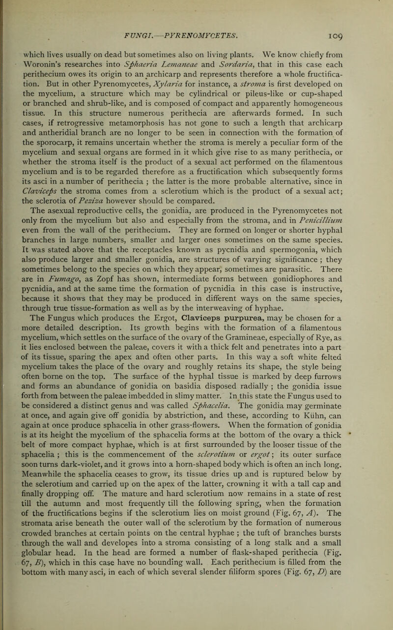 which lives usually on dead but sometimes also on living plants. We know chiefly from Woronin’s researches into Sphaeria Lemaneae and Sordaria, that in this case each perithecium owes its origin to an archicarp and represents therefore a whole fructifica- tion. But in other Pyrenomycetes, Xylaria for instance, a stroma is first developed on the mycelium, a structure which may be cylindrical or pileus-like or cup-shaped or branched and shrub-like, and is composed of compact and apparently homogeneous tissue. In this structure numerous perithecia are afterwards formed. In such cases, if retrogressive metamorphosis has not gone to such a length that archicarp and antheridial branch are no longer to be seen in connection with the formation of the sporocarp, it remains uncertain whether the stroma is merely a peculiar form of the mycelium and sexual organs are formed in it which give rise to as many perithecia, or whether the stroma itself is the product of a sexual act performed on the filamentous mycelium and is to be regarded therefore as a fructification which subsequently forms its asci in a number of perithecia ; the latter is the more probable alternative, since in Claviceps the stroma comes from a sclerotium which is the product of a sexual act; the sclerotia of Peziza however should be compared. The asexual reproductive cells, the gonidia, are produced in the Pyrenomycetes not only from the mycelium but also and especially from the stroma, and in Penicillium even from the wall of the perithecium. They are formed on longer or shorter hyphal branches in large numbers, smaller and larger ones sometimes on the same species. It was stated above that the receptacles known as pycnidia and spermogonia, which also produce larger and smaller gonidia, are structures of varying significance ; they sometimes belong to the species on which they appear, sometimes are parasitic. There are in Fumago, as Zopf has shown, intermediate forms between gonidiophores and pycnidia, and at the same time the formation of pycnidia in this case is instructive, because it shows that they may be produced in different ways on the same species, through true tissue-formation as well as by the interweaving of hyphae. The Fungus which produces the Ergot, Claviceps purpurea, may be chosen for a more detailed description. Its growth begins with the formation of a filamentous mycelium, which settles on the surface of the ovary of the Gramineae, especially of Rye, as it lies enclosed between the paleae, covers it with a thick felt and penetrates into a part of its tissue, sparing the apex and often other parts. In this way a soft white felted mycelium takes the place of the ovary and roughly retains its shape, the style being often borne on the top. The surface of the hyphal tissue is marked by deep furrows and forms an abundance of gonidia on basidia disposed radially ; the gonidia issue forth from between the paleae imbedded in slimy matter. In this state the Fungus used to be considered a distinct genus and was called Sphacelia. The gonidia may germinate at once, and again give off gonidia by abstriction, and these, according to Kiihn, can again at once produce sphacelia in other grass-flowers. When the formation of gonidia is at its height the mycelium of the sphacelia forms at the bottom of the ovary a thick belt of more compact hyphae, which is at first surrounded by the looser tissue of the sphacelia ; this is the commencement of the sclerotium or ergot; its outer surface soon turns dark-violet, and it grows into a horn-shaped body which is often an inch long. Meanwhile the sphacelia ceases to grow, its tissue dries up and is ruptured below by the sclerotium and carried up on the apex of the latter, crowning it with a tall cap and finally dropping off. The mature and hard sclerotium now remains in a state of rest till the autumn and most frequently till the following spring, when the formation of the fructifications begins if the sclerotium lies on moist ground (Fig. 67, A). The stromata arise beneath the outer wall of the sclerotium by the formation of numerous crowded branches at certain points on the central hyphae ; the tuft of branches bursts through the wall and developes into a stroma consisting of a long stalk and a small globular head. In the head are formed a number of flask-shaped perithecia (Fig. 67, B), which in this case have no bounding wall. Each perithecium is filled from the bottom with many asci, in each of which several slender filiform spores (Fig. 67, D) are