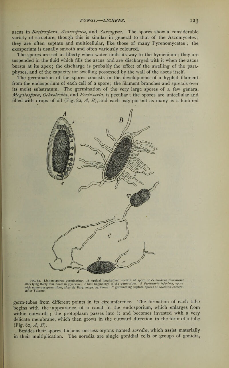 ascus in Bactrospora, Acarospora, and Sarcogyne. The spores show a considerable variety of structure, though this is similar in general to that of the Ascomycetes ; they are often septate and multicellular, like those of many Pyrenomycetes ; the exosporium is usually smooth and often variously coloured. The spores are set at liberty when water finds its way to the hymenium ; they are suspended in the fluid which fills the ascus and are discharged with it when the ascus bursts at its apex; the discharge is probably the effect of the swelling of the para- physes, and of the capacity for swelling possessed by the wall of the ascus itself. The germination of the spores consists in the development of a hyphal filament from the endosporium of each cell of a spore; the filament branches and spreads over its moist substratum. The germination of the very large spores of a few genera, Megalospora, Ochrolechia, and Pertusaria, is peculiar ; the spores are unicellular and filled with drops of oil (Fig. 82, A, B), and each may put out as many as a hundred FIG. 82. Lichen-spores germinating. A optical longitudinal section of spore of Pertusaria communis after lying thirty-four hours in glycerine ; j first beginnings of the germ-tubes. B Pertusaria lejopiaca, spore with numerous germ-tubes, after de Bary, magn. 390 times. C germinating septate spores of Solorina saccata. After Tulasne. germ-tubes from different points in its circumference. The formation of each tube begins with the - appearance of a canal in the endosporium, which enlarges from within outwards ; the protoplasm passes into it and becomes invested with a very delicate membrane, which then grows in the outward direction in the form of a tube (Fig. 82, A, B). Besides their spores Lichens possess organs named soredia, which assist materially in their multiplication. The soredia are single gonidial cells or groups of gonidia,