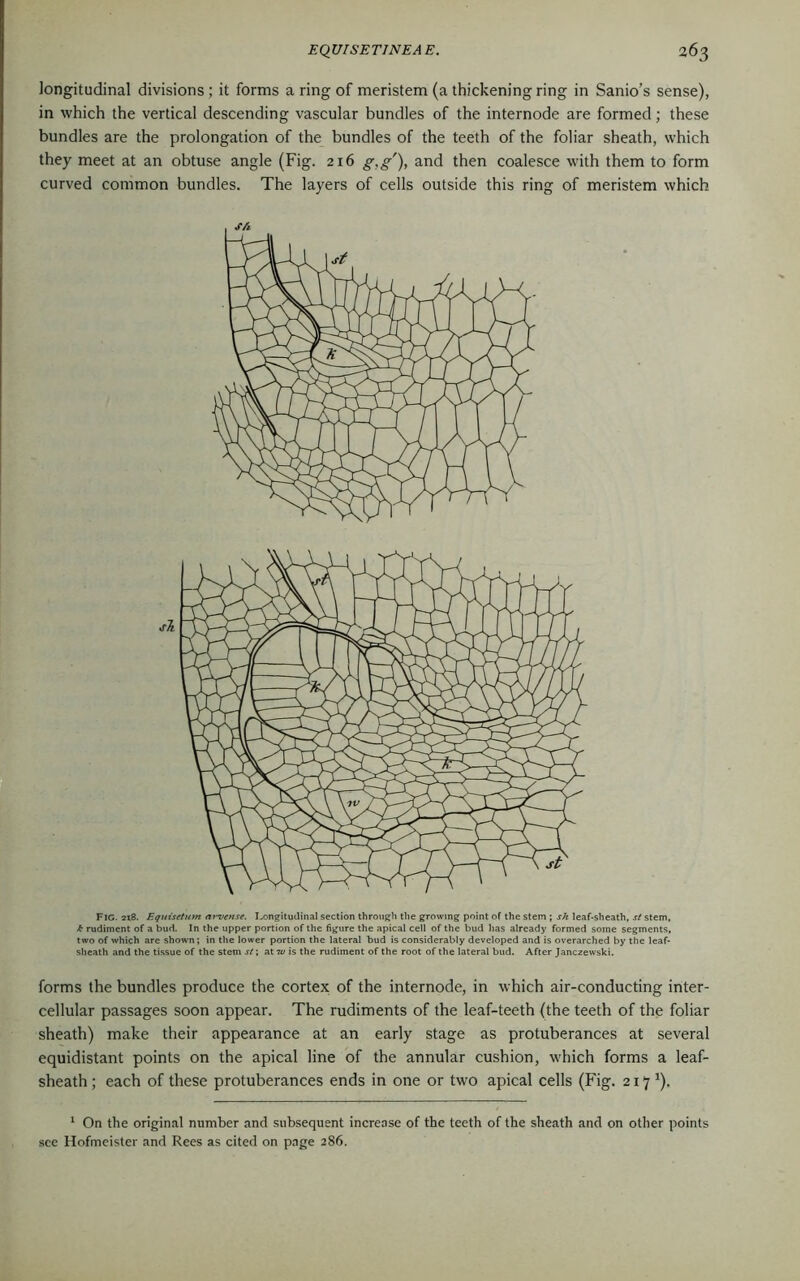 longitudinal divisions ; it forms a ring of meristem (a thickening ring in Sanio’s sense), in which the vertical descending vascular bundles of the internode are formed; these bundles are the prolongation of the bundles of the teeth of the foliar sheath, which they meet at an obtuse angle (Fig. 216 g.g'), and then coalesce with them to form curved common bundles. The layers of cells outside this ring of meristem which SJi J-t sh Fig. 218. Equisetum arvense. Longitudinal section through the growing point of the stem ; sh leaf-sheath, si stem, k rudiment of a bud. In the upper portion of the figure the apical cell of the bud has already formed some segments, two of which are shown; in the lower portion the lateral bud is considerably developed and is overarched by the leaf- sheath and the tissue of the stem si; at -w is the rudiment of the root of the lateral bud. After Janczewski. forms the bundles produce the cortex of the internode, in which air-conducting inter- cellular passages soon appear. The rudiments of the leaf-teeth (the teeth of the foliar sheath) make their appearance at an early stage as protuberances at several equidistant points on the apical line of the annular cushion, which forms a leaf- sheath ; each of these protuberances ends in one or two apical cells (Fig. 217 J). 1 On the original number and subsequent increase of the teeth of the sheath and on other points see Hofmeister and Rees as cited on page 286.