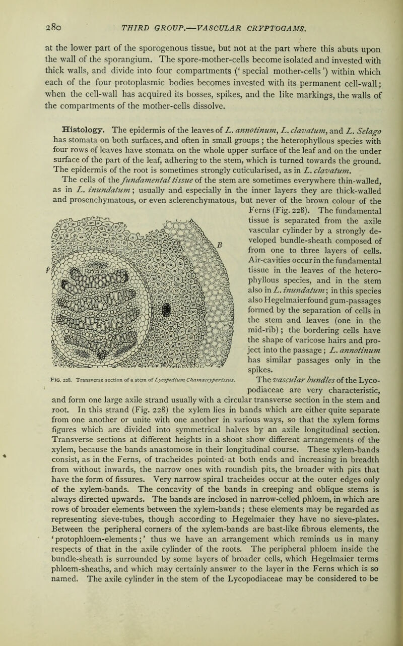 at the lower part of the sporogenous tissue, but not at the part where this abuts upon the wall of the sporangium. The spore-mother-cells become isolated and invested with thick walls, and divide into four compartments (‘ special mother-cells ’) within which each of the four protoplasmic bodies becomes invested with its permanent cell-wall; when the cell-wall has acquired its bosses, spikes, and the like markings, the walls of the compartments of the mother-cells dissolve. Histology. The epidermis of the leaves of L. annotinum, L. clavatum, and L. Selago has stomata on both surfaces, and often in small groups ; the heterophyllous species with four rows of leaves have stomata on the whole upper surface of the leaf and on the under surface of the part of the leaf, adhering to the stem, which is turned towards the ground. The epidermis of the root is sometimes strongly cuticularised, as in L. clavatum. The cells of the fundamental tissue of the stem are sometimes everywhere thin-walled, as in L. inundatum; usually and especially in the inner layers they are thick-walled and prosenchymatous, or even sclerenchymatous, but never of the brown colour of the Ferns (Fig. 228). The fundamental tissue is separated from the axile vascular cylinder by a strongly de- veloped bundle-sheath composed of from one to three layers of cells. Air-cavities occur in the fundamental tissue in the leaves of the hetero- phyllous species, and in the stem also in L. inundatum; in this species also Hegelmaierfound gum-passages formed by the separation of cells in the stem and leaves (one in the mid-rib); the bordering cells have the shape of varicose hairs and pro- ject into the passage; L. annotinwn has similar passages only in the spikes. The vascular bundles of the Lyco- podiaceae are very characteristic, and form one large axile strand usually with a circular transverse section in the stem and root. In this strand (Fig. 228) the xylem lies in bands which are either quite separate from one another or unite with one another in various ways, so that the xylem forms figures which are divided into symmetrical halves by an axile longitudinal section. Transverse sections at different heights in a shoot show different arrangements of the xylem, because the bands anastomose in their longitudinal course. These xylem-bands consist, as in the Ferns, of tracheides pointed at both ends and increasing in breadth from without inwards, the narrow ones with roundish pits, the broader with pits that have the form of fissures. Very narrow spiral tracheides occur at the outer edges only of the xylem-bands. The concavity of the bands in creeping and oblique stems is always directed upwards. The bands are inclosed in narrow-celled phloem, in which are rows of broader elements between the xylem-bands ; these elements may be regarded as representing sieve-tubes, though according to Hegelmaier they have no sieve-plates. Between the peripheral corners of the xylem-bands are bast-like fibrous elements, the ‘ protophloem-elements; ’ thus we have an arrangement which reminds us in many respects of that in the axile cylinder of the roots. The peripheral phloem inside the bundle-sheath is surrounded by some layers of broader cells, which Hegelmaier terms phloem-sheaths, and which may certainly answer to the layer in the Ferns which is so named. The axile cylinder in the stem of the Lycopodiaceae may be considered to be Fig. 228. Transverse section of a stem of Lycopodium Chamaccyparissus.