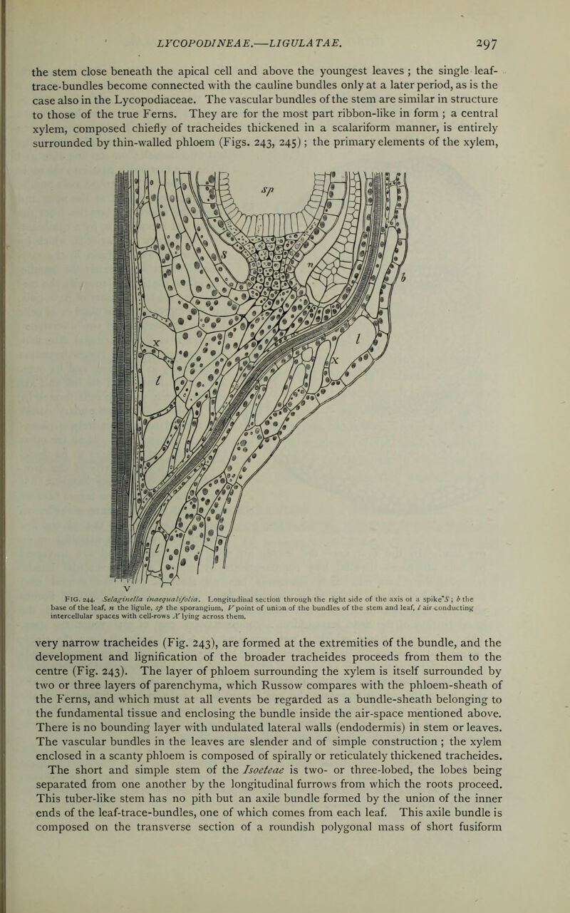 the stem close beneath the apical cell and above the youngest leaves ; the single leaf- trace-bundles become connected with the cauline bundles only at a later period, as is the case also in the Lycopodiaceae. The vascular bundles of the stem are similar in structure to those of the true Ferns. They are for the most part ribbon-like in form ; a central xylem, composed chiefly of tracheides thickened in a scalariform manner, is entirely surrounded by thin-walled phloem (Figs. 243, 245); the primary elements of the xylem, FlG. 244. Selaginella inaequali/olia. Longitudinal section through the right side of the axis ot a spike'-S; b the base of the leaf, n the ligule, sp the sporangium, Vpoint of union of the bundles of the stem and leaf, l air conducting intercellular spaces with cell-rows -Flying across them. very narrow tracheides (Fig. 243), are formed at the extremities of the bundle, and the development and lignification of the broader tracheides proceeds from them to the centre (Fig. 243). The layer of phloem surrounding the xylem is itself surrounded by two or three layers of parenchyma, which Russow compares with the phloem-sheath of the Ferns, and which must at all events be regarded as a bundle-sheath belonging to the fundamental tissue and enclosing the bundle inside the air-space mentioned above. There is no bounding layer with undulated lateral walls (endodermis) in stem or leaves. The vascular bundles in the leaves are slender and of simple construction ; the xylem enclosed in a scanty phloem is composed of spirally or reticulately thickened tracheides. The short and simple stem of the Isoeteae is two- or three-lobed, the lobes being separated from one another by the longitudinal furrows from which the roots proceed. This tuber-like stem has no pith but an axile bundle formed by the union of the inner ends of the leaf-trace-bundles, one of which comes from each leaf. This axile bundle is composed on the transverse section of a roundish polygonal mass of short fusiform