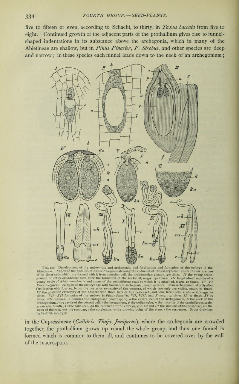 five to fifteen or even, according to Schacht, to thirty, in Taxus baccata from five to eight. Continued growth of the adjacent parts of the prothallium gives rise to funnel- shaped indentations in its substance above the archegonia, which in many of the Abietineae are shallow, but in Pinus Pinaster, P. Strobus, and other species are deep and narrow ; in these species each funnel leads down to the neck of an archegonium ; FIG. 260. Development of the embryo-sac and archegonia, and fertilisation and formation of the embryo in the Abietineae. / apex of the nucellus of Larix Europaea showing the rudiment of the embryo-sac ; above the sac are two of its sister-cells which are formed with it from a mother-cell, the archesporium; magn. 430 times. II the young arche- gonium of Abies canadensis soon after the formation of the neck-cell, magn. 150 times. Ill longitudinal section of a young ovule of Abies canadensis and a part of the seminiferous scale to which it is attached, magn. 12 times. IV— VI Picea vulgaris. I Fapex of the embryo-sac with two mature archegonia, magn. 40 times. Fan archegonium shortly after fertilisation with four nuclei at the posterior extremity of the oospore, of which two only are visible, magn. 50 times. VI the posterior extremity of the oospore with three tiers of four cells each, and four free nuclei k above it, magn. 80 times. VII—XII formation of the embryo in Pinus Pumilio, VII, VIII, and X magn. 50 times, IX 30 times, XI 25 times, XII12 times, e denotes the embryo-sac (macrospore), a the central cell of the archegonium, h the neck of the archegonium, l the cavity of the central cell, i the integument, / the pollen-tube, n the nucellus,/-the seminiferous scale, g vascular bundle, ks the'canal-cell, ka the rudiment of the embryo, k in IV and VI the nucleus of the oosphere, tvs the apex of the root, -wh the root-cap, c the cotyledons, v the growing-point of the stem, s the suspensor. From drawings by Prof. Strasburger. in the Cupressineae (Callilris, Thuja, Juniperus), where the archegonia are crowded together, the prothallium grows up round the whole group, and thus one funnel is formed which is common to them all, and continues to be covered over by the wall of the macrospore.