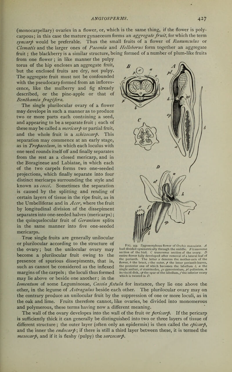 (monocarpellary) ovaries in a flower, or, which is the same thing, if the flower is poly- carpous; in this case the mature gynaeceum forms an aggregate fruit, for which the term syncarp would be preferable. Thus the small fruits of a flower of Ramuiculus or Clematis and the larger ones of Paeonia and Helleborus form together an aggregate fruit ; the blackberry is a similar structure, being formed of a number of plum-like fruits from one flower ; in like manner the pulpy torus of the hip encloses an aggregate fruit, but the enclosed fruits are dry, not pulpy. The aggregate fruit must not be confounded with the pseudocarp formed from an inflores- cence, like the mulberry and fig already described, or the pine-apple or that of Benthatnia fragifera. The single plurilocular ovary of a flower may develope in such a manner as to produce two or more parts each containing a seed, and appearing to be a separate fruit ; each of these may be called a mericarp or partial fruit, and the whole fruit is a schizocarp. This separation may commence at an early stage, as in Tropaeolum, in which each loculus with one seed rounds itself off and finally separates from the rest as a closed mericarp, and in the Boragineae and Labiatae, in which each of the two carpels forms two one-seeded projections, which finally separate into four distinct mericarps surrounding the style and known as cocci. Sometimes the separation is caused by the splitting and rending of certain layers of tissue in the ripe fruit, as in the Umbelliferae and in Acer, where the fruit by longitudinal division of the dissepiment separates into one-seeded halves (mericarps); the quinquelocular fruit of Geranium splits in the same manner into five one-seeded mericarps. True single fruits are generally unilocular or plurilocular according to the structure of the ovary; but the unilocular ovary may become a plurilocular fruit owing to the presence of spurious dissepiments, that is, such as cannot be considered as the inflexed margins of the carpels; the loculi thus formed may lie above or beside one another; in the lomentum of some Leguminosae, Cassia fistula for instance, they lie one above the other, in the legume of Astragalus beside each other. The plurilocular ovary may on the contrary produce an unilocular fruit by the suppression of one or more loculi, as in the oak and lime. Fruits therefore cannot, like ovaries, be divided into monomerous and polymerous, these terms having now a different meaning. The wall of the ovary developes into the wall of the fruit or pericarp. If the pericarp is sufficiently thick it can generally be distinguished into two or three layers of tissue of different structure; the outer layer (often only an epidermis) is then called the epicarp, and the inner the endocarp; if there is still a third layer between these, it is termed the mesocarp, and if it is fleshy (pulpy) the sarcocarp. Fig. 354- Zygomorphous flower of Orchis maculata. A bud divided symmetrically through the middle. B transverse section of the bud. C transverse section of the ovary. D entire flower fully developed after removal of a lateral leaf of the perianth. The letter x denotes the mother-axis of the flower, b the bract, s the outer, p the inner perianth-leaves, the posterior one of which becomes the labellum l, a the single anther, st staminodes, gs gynostenium, pi polhnium, h. its viscid disk, sp the spur of the labellum,/-the inferior ovary which is twisted in D.