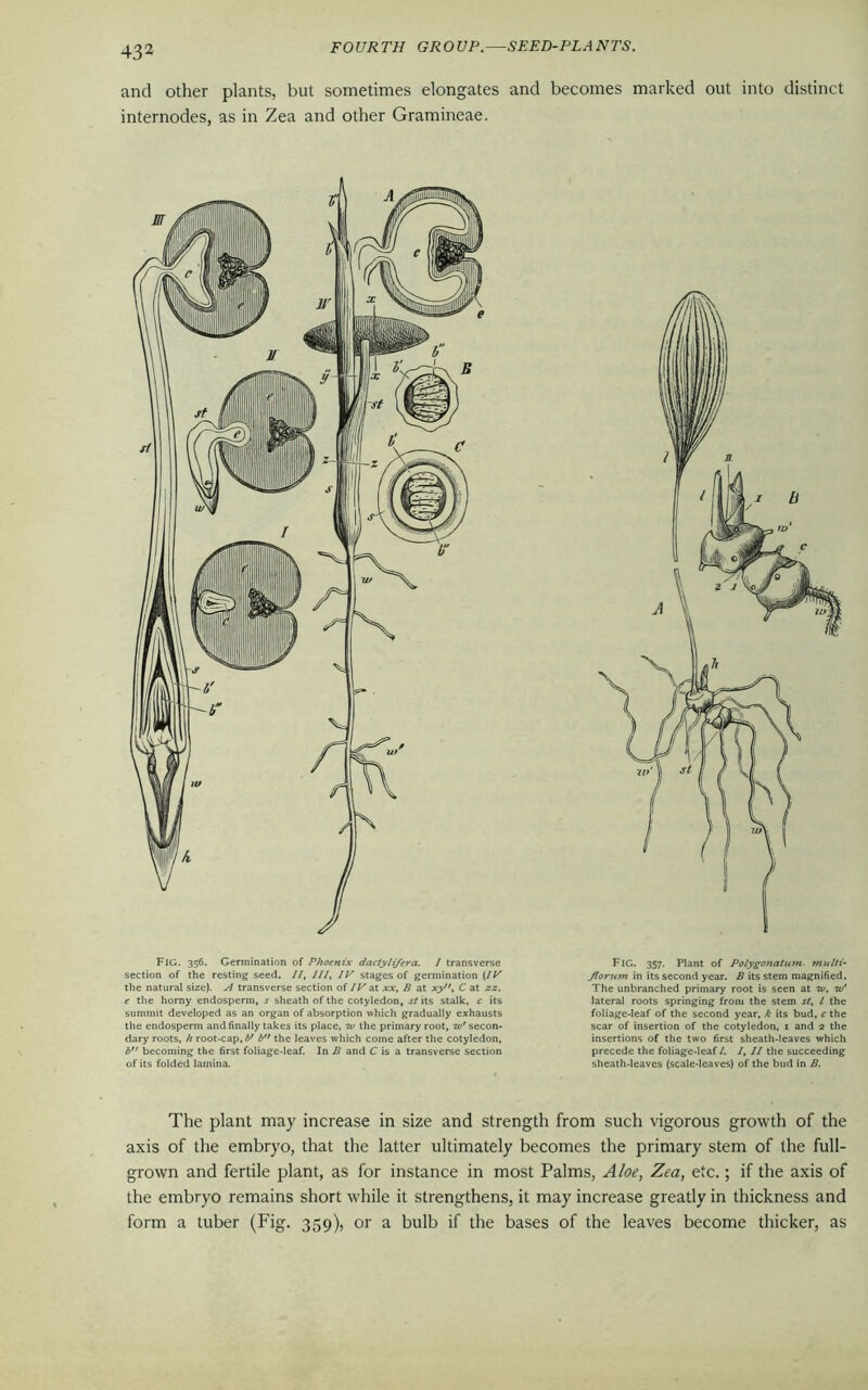 and other plants, but sometimes elongates and becomes marked out into distinct internodes, as in Zea and other Gramineae. Fig. 356. Germination of Phoenix daclylifera. I transverse section of the resting seed. II, III, IV stages of germination (/K the natural size). A transverse section of IV at xx, B at xy, C at zx. e the horny endosperm, s sheath of the cotyledon, st its stalk, c its summit developed as an organ of absorption which gradually exhausts the endosperm and finally takes its place, w the primary root, tv' secon- dary roots, h root-cap, bf b the leaves which come after the cotyledon, b becoming the first foliage-leaf. In B and C is a transverse section of its folded lamina. Fig. 357. Plant of Polygonatum. multi- Jlorum in its second year. B its stem magnified. The unbranched primary root is seen at tv, tv' lateral roots springing from the stem st, l the foliage-leaf of the second year, k its bud, c the scar of insertion of the cotyledon, 1 and 2 the insertions of the two first sheath-leaves which precede the foliage-leaf l. /, II the succeeding sheath-leaves (scale-leaves) of the bud in B. The plant may increase in size and strength from such vigorous growth of the axis of the embryo, that the latter ultimately becomes the primary stem of the full- grown and fertile plant, as for instance in most Palms, Aloe, Zea, etc.; if the axis of the embryo remains short while it strengthens, it may increase greatly in thickness and form a tuber (Fig. 359), or a bulb if the bases of the leaves become thicker, as