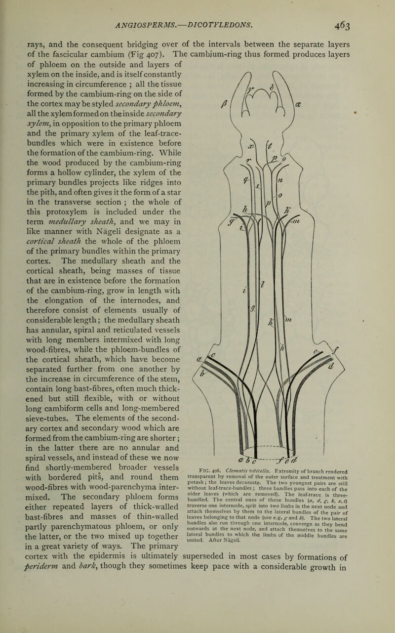 rays, and the consequent bridging over of the intervals between the separate layers of the fascicular cambium (Fig 407). The cambium-ring thus formed produces layers of phloem on the outside and layers of xylem on the inside, and is itself constantly increasing in circumference ; all the tissue formed by the cambium-ring on the side of the cortex maybe styled secondary phloem, all the xylem formed on the inside secondary xylem, in opposition to the primary phloem and the primary xylem of the leaf-trace- bundles which were in existence before the formation of the cambium-ring. While the wood produced by the cambium-ring forms a hollow cylinder, the xylem of the primary bundles projects like ridges into the pith, and often gives it the form of a star in the transverse section ; the whole of this protoxylem is included under the term medullary sheath, and we may in like manner with Nageli designate as a cortical sheath the whole of the phloem of the primary bundles within the primary cortex. The medullary sheath and the cortical sheath, being masses of tissue that are in existence before the formation of the cambium-ring, grow in length with the elongation of the internodes, and therefore consist of elements usually of considerable length; the medullary sheath has annular, spiral and reticulated vessels with long members intermixed with long wood-fibres, while the phloem-bundles of the cortical sheath, which have become separated further from one another by the increase in circumference of the stem, contain long bast-fibres, often much thick- ened but still flexible, with or without long cambiform cells and long-membered sieve-tubes. The elements of the second- ary cortex and secondary wood which are formed from the cambium-ring are shorter; in the latter there are no annular and spiral vessels, and instead of these we now find shortly-membered broader vessels with bordered pits, and round them wood-fibres with wood-parenchyma inter- mixed. The secondary phloem forms either repeated layers of thick-walled bast-fibres and masses of thin-walled partly parenchymatous phloem, or only the latter, or the two mixed up together in a great variety of ways. The primary cortex with the epidermis is ultimately superseded in most cases by formations of periderm and bark, though they sometimes keep pace with a considerable growth in FlG. 406. Clematis viticella. Extremity of branch rendered transparent by removal of the outer surface and treatment with potash ; the leaves decussate. The two youngest pairs are still without leaf-trace-bundles ; three bundles pass into each of the older leaves (which are removed). The leaf-trace is three- bundled. The central ones of these bundles {a, d, g, k, jv, t) traverse one internode, split into two limbs in the next node and attach themselves by them to the lateral bundles of the pair of leaves belonging to that node (see e.g. g and k). The two lateral bundles also run through one internode, converge as they bend outwards at the next node, and attach themselves to the same lateral bundles to which the limbs of the middle bundles are united. After Nageli.