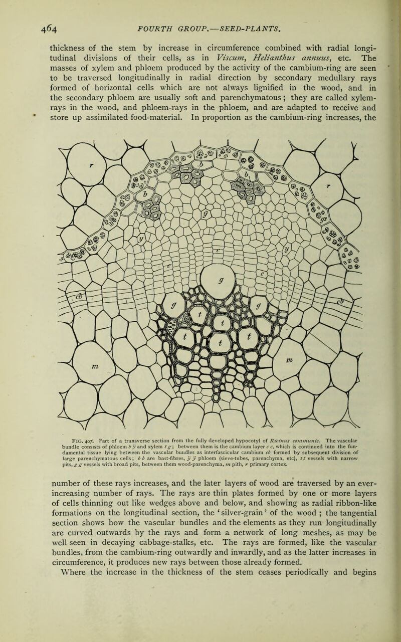 thickness of the stem by increase in circumference combined with radial longi- tudinal divisions of their cells, as in Viscum, Helianthus annuus, etc. The masses of xylem and phloem produced by the activity of the cambium-ring are seen to be traversed longitudinally in radial direction by secondary medullary rays formed of horizontal cells which are not always lignified in the wood, and in the secondary phloem are usually soft and parenchymatous; they are called xylem- rays in the wood, and phloem-rays in the phloem, and are adapted to receive and store up assimilated food-material. In proportion as the cambium-ring increases, the Fig. 407; Part of a transverse section from the fully developed hypocotyl of Ricinus communis. The vascular bundle consists of phloem by and xylem t g\ between them is the cambium layer c c, which is continued into the fun- damental tissue lying between the vascular bundles as interfascicular cambium cb formed by subsequent division of large parenchymatous cells; bb are bast-fibres, y y phloem (sieve-tubes, parenchyma, etc), tt vessels with narrow pits, g g vessels with broad pits, between them wood-parenchyma, m pith, r primary cortex. number of these rays increases, and the later layers of wood are traversed by an ever- increasing number of rays. The rays are thin plates formed by one or more layers of cells thinning out like wedges above and below, and showing as radial ribbon-like formations on the longitudinal section, the ‘ silver-grain ’ of the wood ; the tangential section shows how the vascular bundles and the elements as they run longitudinally are curved outwards by the rays and form a network of long meshes, as may be well seen in decaying cabbage-stalks, etc. The rays are formed, like the vascular bundles, from the cambium-ring outwardly and inwardly, and as the latter increases in circumference, it produces new rays between those already formed. Where the increase in the thickness of the stem ceases periodically and begins