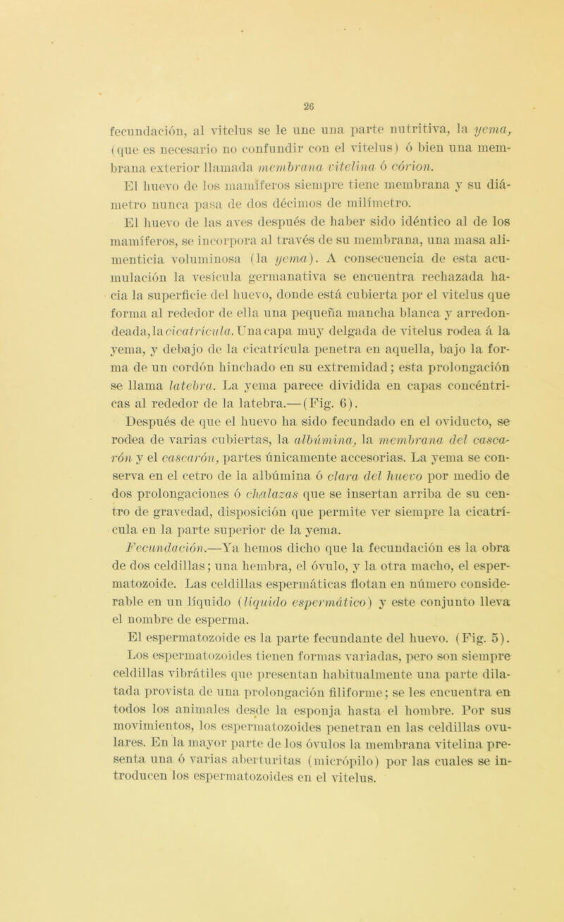 fecmidacióii, al vitehis se le une una parte nutritiva, la yema, ((pie es necesario no confundir con el vitelus) () bien una mem- brana exterior llamada memhrana viteUna ó córlon. El huevo de los mamíferos siem])re tiene membrana y su diá- metro nunca pasa de dos décimos de milímetro. El lluevo de las aves después de haber sido idéntico al de los mamíferos, se incorpora al través de su membrana, una masa ali- menticia voluminosa (la yema). A consecuencia de esta acu- mulación la vesícula germanativa se encuentra rechazada ha- cia la superftcie del huevo, donde está cubierta por el vitelus que forma al rededor de ella una pi^queña mancha blanca y arredon- deada,ladc«tWc///a. Una capa muy delgada de vitelus rcxlea á la yema, y debajo de la cicatrícula iienetra en aquella, bajo la for- ma de un cordón hinchado en su extremidad; esta ¡prolongación se llama hitehra. La yema parece dividida en capas concéntri- cas al rededor de la latebra.— (Fig. 0). Después de que el huevo ha sido fecundado en el oviducto, se rodea de varias cubiertas, la aUrúmina, la memhrana del casea- rón y el cascarón, partes únicamente accesorias. La yema se con- serva en el cetro de la albúmina ó clara del huevo por medio de dos prolongaciones ó ehulazas que se insertan arriba de su cen- tro de gravedad, disposición que permite ver siempre la cicatrí- cula en la parte superior de la yema. Fecundación.—Ya hemos dicho que la fecundación es la obra de dos celdillas; una hembra, el óvulo, y la otra macho, el esper- matozoide. Las celdillas espermáticas flotan en número conside- rable en un líquido {líquido espcrmático) y este conjunto lleva el nombre de es¡)erma. El (espermatozoide es la parte fecundante del huevo. (Fig. 5). Los espcumiatozoides tienen formas c ariadas, pero son siempre celdillas vibrátiles (pie presentan habitualmente una parte dila- tada ])rovista de una ])rolongación filiforme; se les encuentra en todos los animales desde la esponja hasta el hombre. Por sus movimientos, los espermatozoides penetran en las celdillas ovu- lares. En la mayor parte de los óvulos la membrana vitelina pre- senta una ó varias aberturitas (micrópilo) por las cuales se in- troducen los espermatozoides en el vitelus.