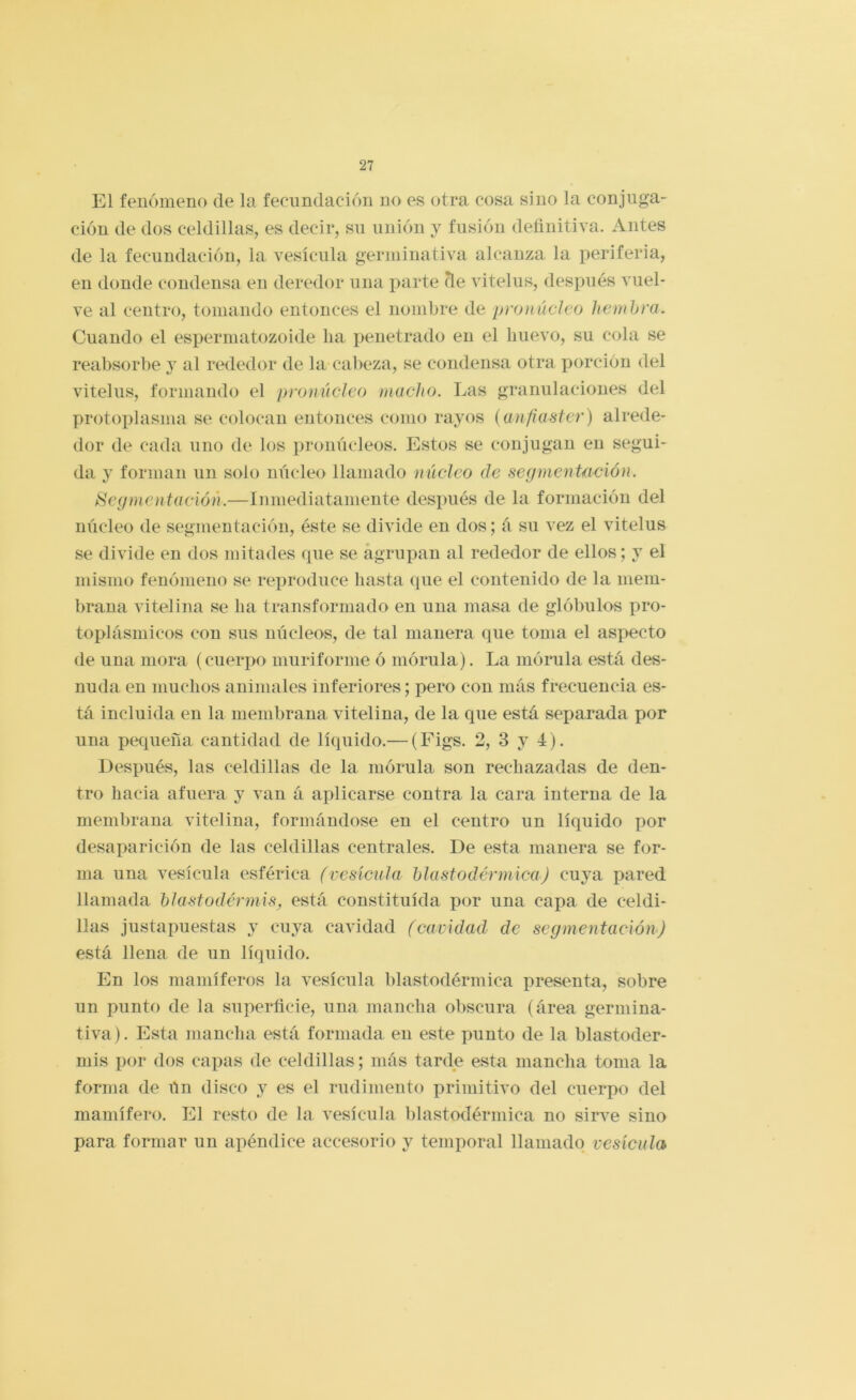 El fenómeno de la fecundación no es otra cosa sino la conjuga- ción de dos celdillas, es decir, su unión y fusión definitiva. Antes de la fecundación, la vesícula germinativa alcanza la periferia, en donde condensa en deredor una parte ele vitelas, después vuel- ve al centro, tomando entonces el nombre de proiiúcleo hembra. Cuando el espermatozoide lia penetrado en el huevo, su cola se reabsorbe j al rededor de la cabeza, se condensa otra porción del vitelas, formando el promícleo macho. Las granulaciones del protoplasma se colocan entonces como rayos (anfiaster) alrede- dor de cada uno de los pronúcleos. Estos se conjugan en segui- da y forman un solo núcleo llamado núcleo de segmentación. Segmentación.—Inmediatamente después de la formación del núcleo de segmentación, éste se divide en dos; á su vez el vitelus se divide en dos mitades que se agrupan al rededor de ellos; y el mismo fenómeno se reproduce basta que el contenido de la mem- brana vitelina se lia transformado en una masa de glóbulos pro- toplásmicos con sus núcleos, de tal manera que toma el aspecto de una mora (cuerpo muriforme ó mórula). La mórula está des- nuda en muchos animales inferiores; pero con más frecuencia es- tá incluida en la membrana vitelina, de la que está separada por una pequeña cantidad de líquido.— (Figs. 2, 3 y 4). Después, las celdillas de la mórula son rechazadas de den- tro hacia afuera y van á aplicarse contra la cara interna de la membrana vitelina, formándose en el centro un líquido por desaparición de las celdillas centrales. De esta manera se for- ma una vesícula esférica (vesícula blastodérmica) cuya pared llamada blastodérmis, está constituida por una capa de celdi- llas justapuestas y cuya cavidad (cavidad de segmentación) está llena de un líquido. En los mamíferos la vesícula blastodérmica presenta, sobre un punto de la superficie, una mancha obscura (área germina- tiva). Esta mancha está formada en este punto de la blastoder- mis por dos capas de celdillas; más tarde esta mancha toma la forma de ún disco y es el rudimento primitivo del cuerpo del mamífero. El resto de la vesícula blastodérmica no sirve sino para formar un apéndice accesorio y temporal llamado vesícula