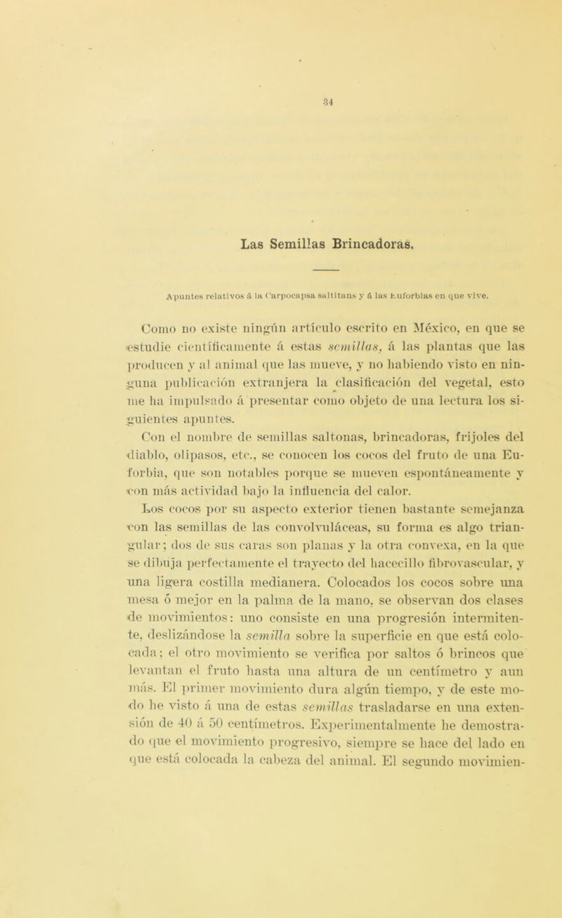 Las Semillas Brincadoras, Apuntes relativos ú- la (’arpocapsa sallitans y & las h-uforbias en que vive. Como no existe ningún artículo escrito en México, en que se <‘Studie cituitíñcaiiiente á estas semillas, á las plantas que las producen y al animal cpie las mueve, y no habiendo visto en nin- guna ]>ul)licación extranjera la clasiñcación del vegetal, esto me lia impulsado á presentar como objeto de una lectura los si- guientes apuntes. Con el nombre de semillas saltonas, brincadoras, frijoles del diablo, olipasos, etc., se conocen los cocos del fruto de una Eu- forbia, que son notables ponjue se mueven espontáneamente y ■con más actividad bajo la influencia del calor. Los cocos por su aspecto exterior tienen bastante semejanza von las semillas de las convolvuláceas, su forma es algo trian- gular; dos de sus caras son planas y la otra convexa, en la que se dibuja perfectamente el trayecL) del hacecillo flbrovascular, y lina ligera costilla medianera. Colocados los cocos sobre una mesa. 6 mejor en la palma de la mano, se observan dos clases de movimientos; uno consiste en una progresión intermiten- te, deslizándose la semilla sobre la superficie en que está colo- cada ; el otro movimiento se verifica por saltos ó brincos que levantan el fruto hasta una altura de un centímetro y aun más. El primer movimiento dura algún tiempo, y de este mo- do he visto á una de estas semillas trasladarse en una exten- sión de 40 á 50 centímetros. Experimentalniente he demostra- do que el movimiento progresivo, siempre se hace del lado en <[ue está colocada la calveza del animal. El segundo movimien-