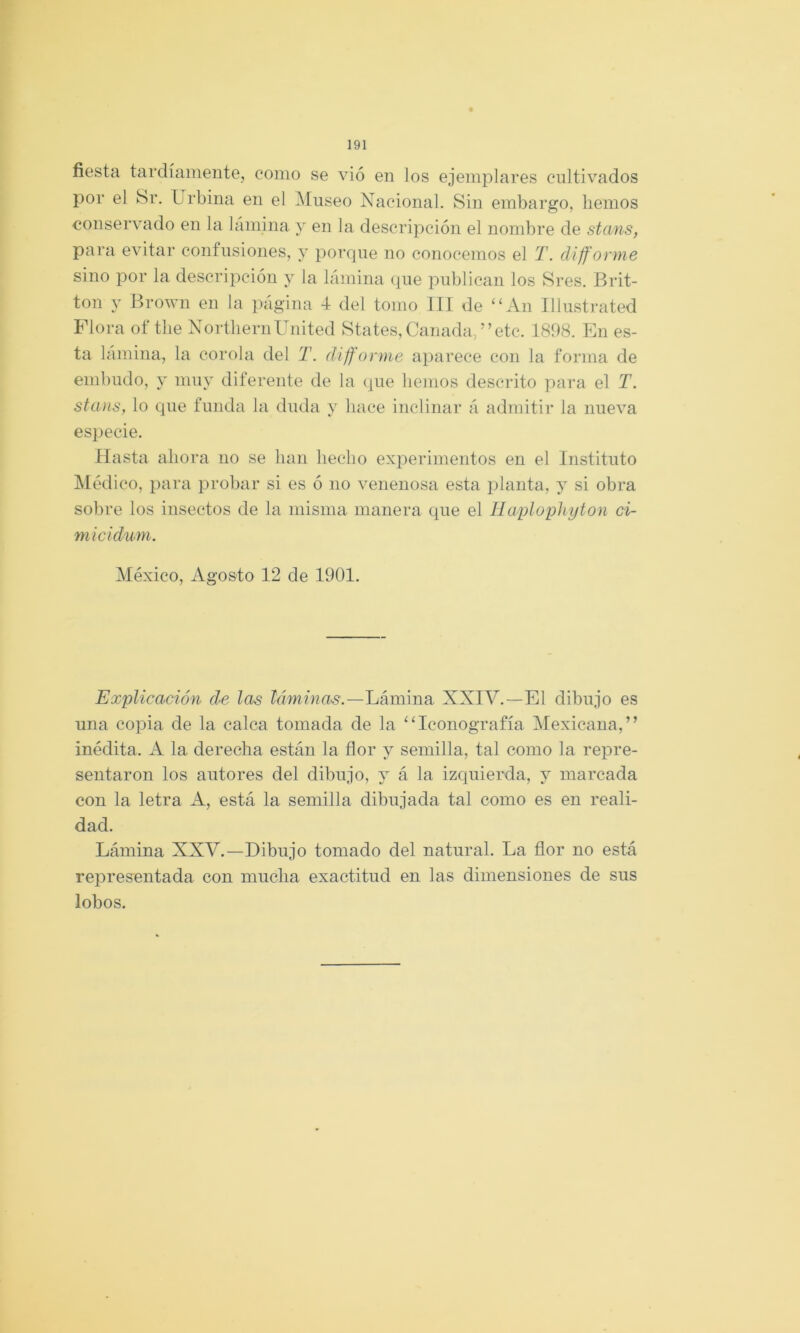 fiesta tardíamente, como se vio en los ejemplares cultivados por el br. Urbina en el Museo Nacional. Sin embargo, hemos conservado en la lámina y en la descripción el nombre de stans, para evitar confusiones, y porque no conocemos el T. difforme sino por la descripción y la lámina (jue publican los Sres. Brit- ton y Brown en la página 4 del tomo JII de ‘‘An Illustrated Plora of the NortliernUnited States,Ganada/’etc. 1898. En es- ta lámina, la corola del T. diffonne aparece con la forma de embudo, y muy diferente de la que liemos descrito para el T. stans, lo que funda la duda y hace inclinar á admitir la nueva esjiecie. Hasta ahora no se han hecho experimentos en el Instituto IMódico, para probar si es ó no venenosa esta planta, y si obra sobre los insectos de la misma manera que el llaplopliyton ci- micidum. México, Agosto 12 de 1901. Explicación de las ínmfwa-s.—Lámina XXIV.—El dibujo es una copia de la calca tomada de la ‘‘Iconografía Mexicana,” inédita. A la derecha están la flor y semilla, tal como la repre- sentaron los autores del dibujo, y á la izcpiierda, y marcada con la letra A, está la semilla dibujada tal como es en reali- dad. Lámina XXV.—Dibujo tomado del natural. La flor no está representada con mucha exactitud en las dimensiones de sus lobos.