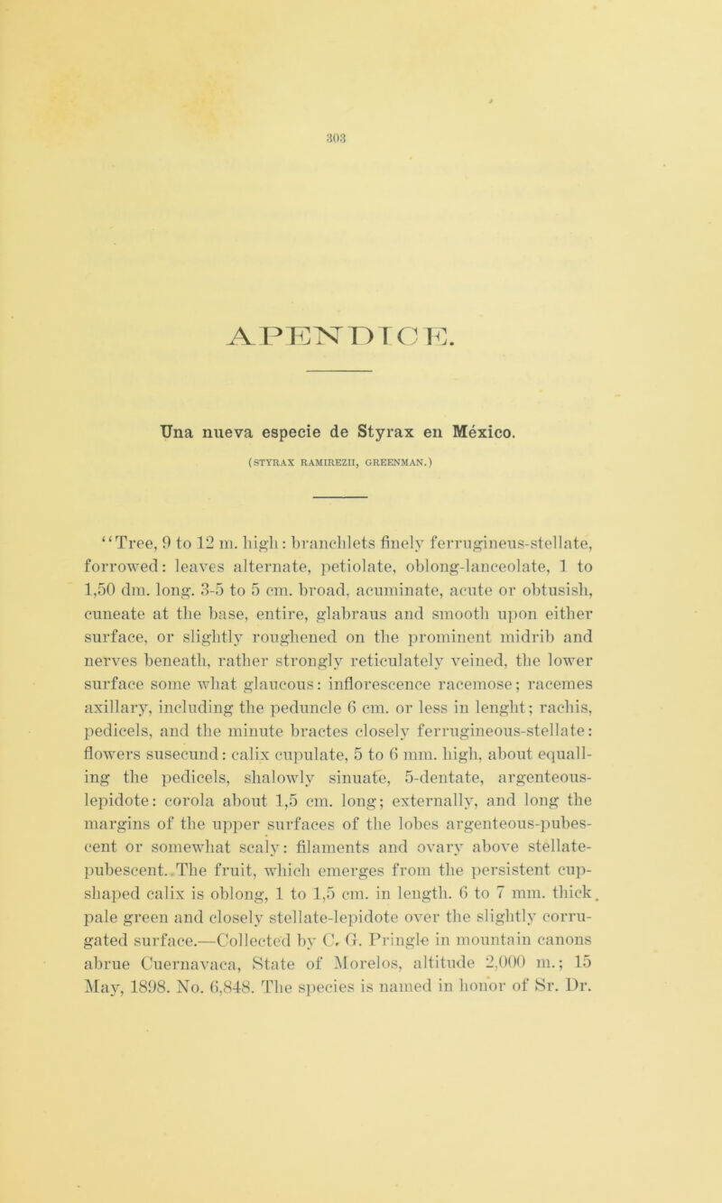 Una nueva especie de Styrax en México. (STYRAX RAMIREZII, GREENMAN.) “Tree, 9 to 12 m. liigli: braiielilets finely ferriigineiis-stellate, forrowed: leaves altérnate, petiolate, oblong-lanceolate, 1 to 1,50 din. long. 3-5 to 5 cin. broad, acnminate, acnte or obtusisli, cunéate at tlie base, entire, glabraus and sinootli upon eitber surface, or sligbtly rongliened on tbe prominent inidrib and nerves beneatli, ratber strongly reticulately veined, tbe lower surface some wbat glancous: inflorescence racémose; racemes axillary, including tbe pednncle 6 cm. or less in lengbt; racbis, pedicels, and tbe minute bractes closely ferrugineous-stellate: flowers susecund: calix cnpulate, 5 to 6 mm. bigb, about equall- ing tbe pedicels, sbalowly sinuate, 5-dentate, argenteous- lepidote: corola about 1,5 cm. long; externally, and long tbe margins of tbe upper surfaces of tbe lobes argenteous-pubes- cent or somewliat scaly: filaments and ovary above stellate- imbescent..Tlie fruit, wbicb emerges from tbe persistent cup- sbaped calix is oblong, 1 to 1,5 cm. in lengtb. 6 to 7 mm. tbick. palé green and closely stellate-lepidote over tbe sligbtly corru- gated surface.—Collected by C, G. Pringk in mountain canons abrue Cuernavaca, State of Morolos, altitude 2,000 m.; 15 i\Iay, 1898. No. 0,848. Tlie s])ecies is named in bonor of Sr. Dr.
