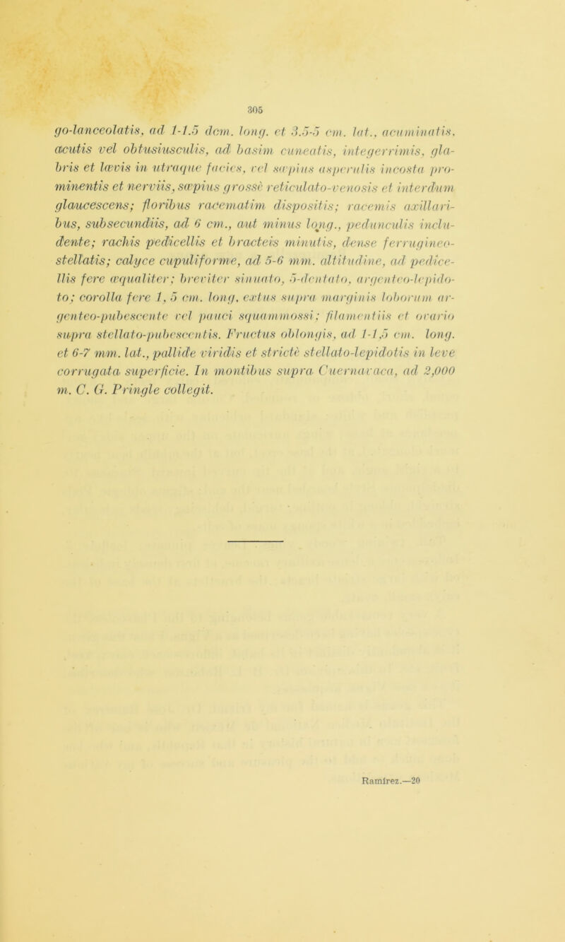 go-lanceoJatis, ad 1-1.5 dom. long. et 3.5-5 ciii. hit., acinnhiüiis. ctcíitis vel ohtusiuscidis, ad hasim cuneatis, integerrimis, gla- hris et lawis in utraqae faciv.s, rvl swgiii.'^ a.sjxTiiliH htcosta pro- minentis et nerviis, swpius grosse reticidato-venosis et mterdwn glaucescens; flonhiis raeematim dispositis; racemis axdlari- hus, síihsecimdiis, ad 6 cm., aut mimis long., pediincuUs incln- dente; racliis pedicellis et hracteis minutis, dense fen ugineo- stellatis; calyce cupuUforme, ad 5-6 mm. altitndine, ad pedice- llis fere wqunliter: hreriter sinualo, 5-deniaio, (irgniteo-lepido- to: coroUa fere /, 5 ein. long, e.idns sujtra marfiinis lobonnn ar- genteo-pnheseente reí paiici S(/iwnunossi: fiUnnentiis el orari<f sapra stellato-puhescentis. Frnctus ohiongis, ad 1-1.5 ent. long. et 6-7 mm. lat., pallide viridis et stricté stellato-lepidotis in leve corrugata superficie. In montibiis supra Cuernaraca, ad 2,000 7)1. C. G. Fringle collegit. Ramírez.—20