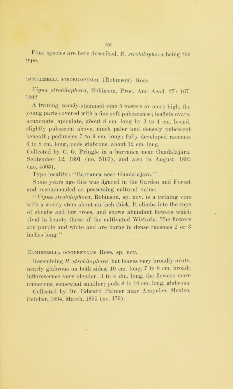 Four species are liere desoribed, R. strobilophora being tlie type. RAMIREZELLV STROBILOPHORA {KobinSOll) liose. Vigna strobilophora, Robiiisoii, Proc. Am. Aead. 27: 167. 1892. i A twining, woody-stemiiied vine 5 meters or inore liigli, tlie yoiing parts eovered with a fine soft pubeseence; leafiets ovate, aciiminate, apicnlate, about 8 cin. long by 3 to 4 cm. Iiroad, sliglitly pnbescent above, mucli paler and densely pubescent beneatli; pednncles 7 to 9 cm. long; fully developed racemos 6 to 8 cm. long; pods glabrous, about 12 cm. long. C'ollected by C. G. Pringle in a barranca near Guadalajara, September 12, 1891 (no. 5163), and also iu August, 1893 (no. 4503). Type locality: “Barranca near Guadalajara.” Some years ago tliis was figured iii the Garden and Porest and recommended as possessing cultural valué. ^‘‘Vigma strobilophora, Robinson, sp. nov. is a twining vine witli a woody stem about an inch tliick. It climbs into the tops of slirubs and low trees, and shows abundant flowers whicli rival in beaut}^ those of the cultivated Wistaria. The flowers are purple and white and are borne in dense racemos 2 or 3 inches long.” Ramirezella occidentalis Rose, sp. nov. Resembling R. strobilophora, but leaves very broadly ovate, nearly glabrous on botli sidos, 10 cm. long, 7 to 8 cm. broad; inflorescence very slender, 3 to 4 dm. long, the flowers more numerous, somewhat smaller; pods 8 to 10 cm. long, glabrous. Collected by Dr. Edward Palmer near Acapulco, México, October, 1894, March, 1895 (no. 179).