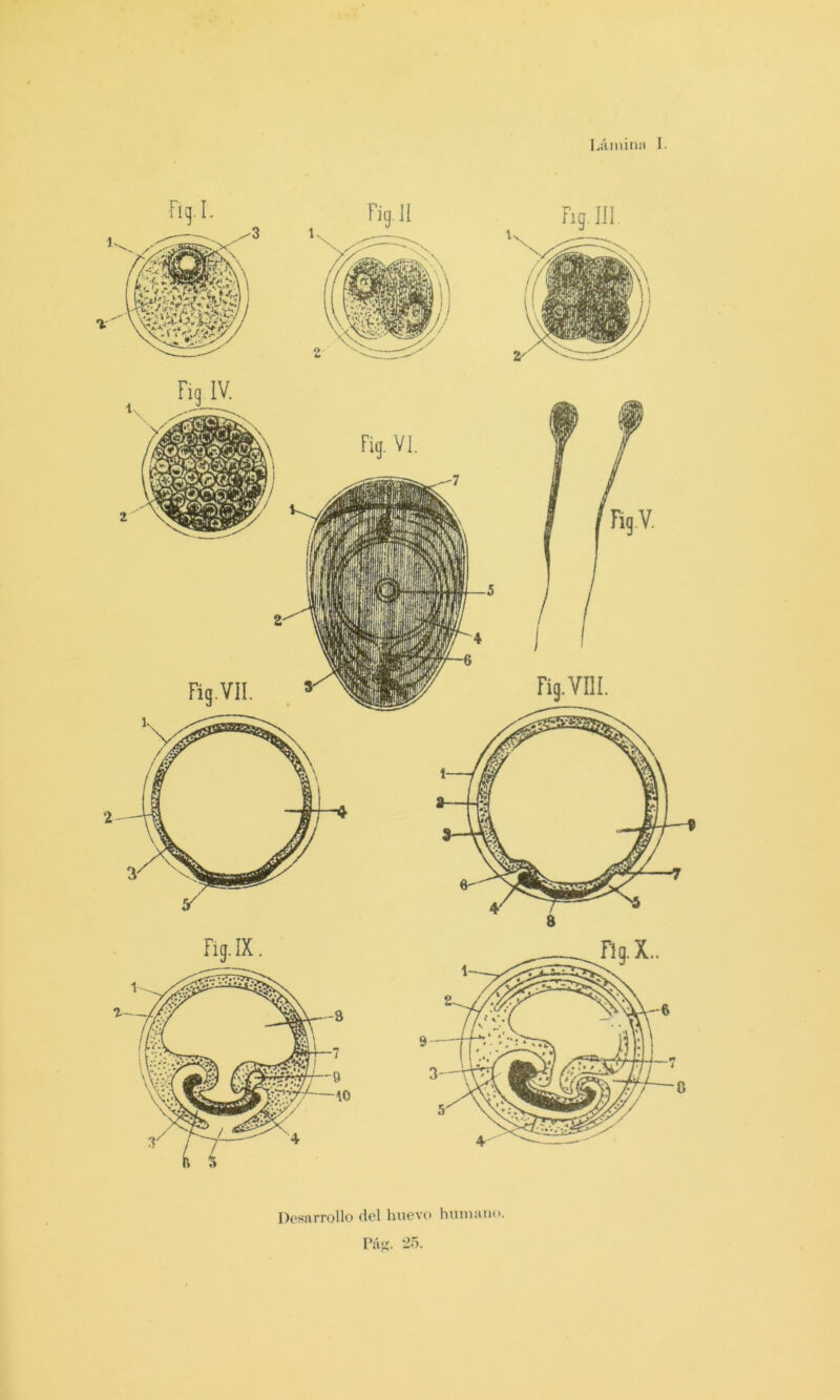 I.ámina 1. Desarrollo del huevo hujiiano. Páií.