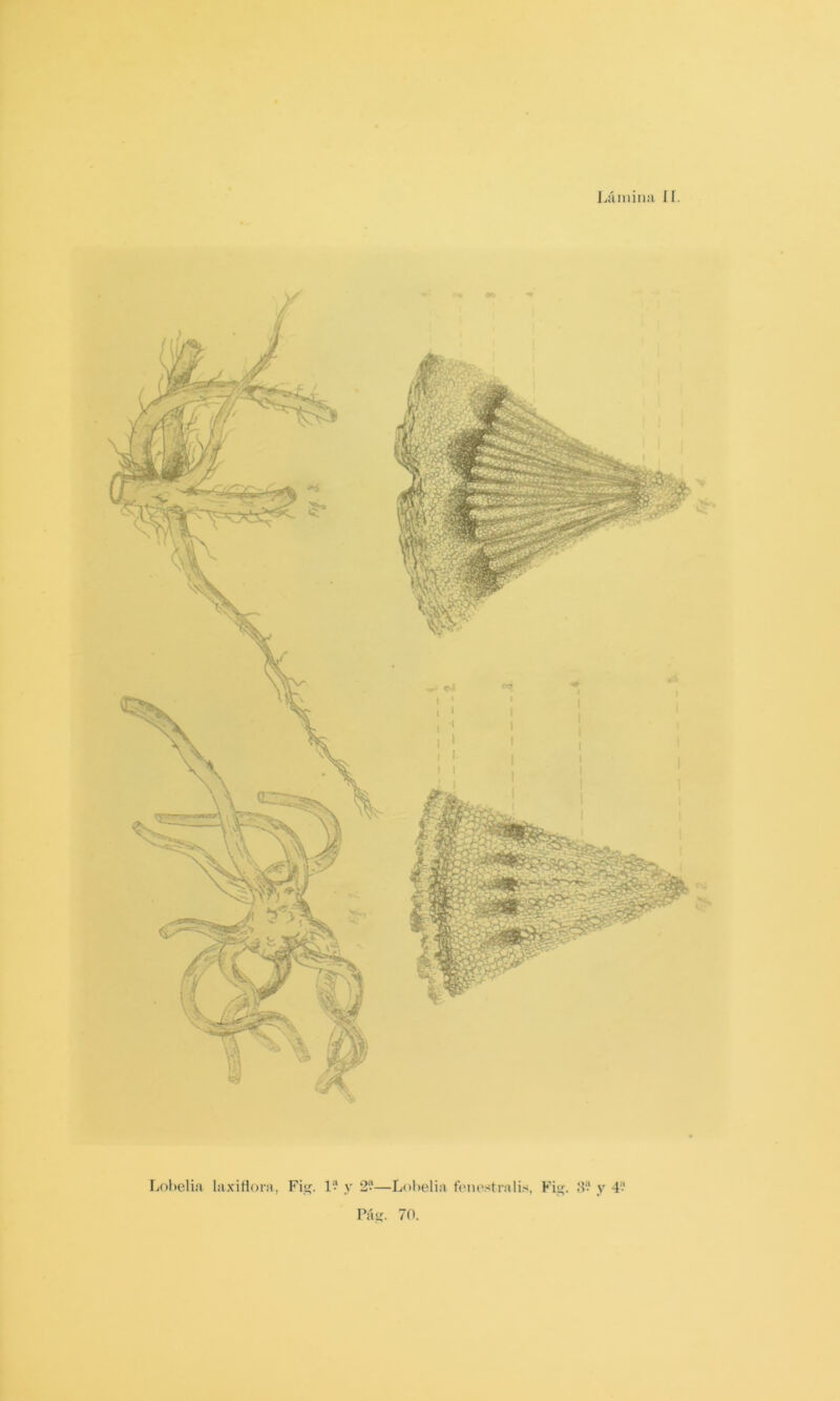 Lámiiiii II. Lol)elia liixiKora, Fi<í. 1“ y 2‘*—Lucelia foiu'.stralis, Fi<í. 8-‘ y 4- Páíi. 70.