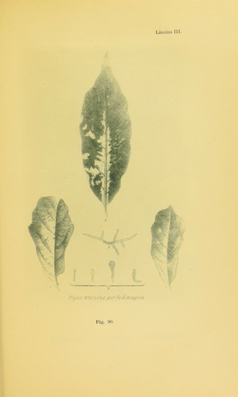 Lámina lU. Jiojas atacadds por/a fumagina